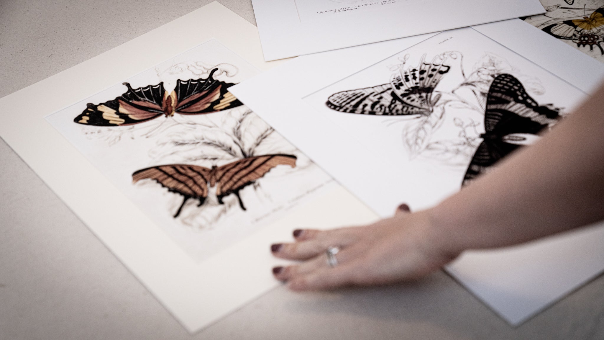 Framed Set of Two Vintage Butterfly Art Prints 03 (Classic Teak Frame Collection)