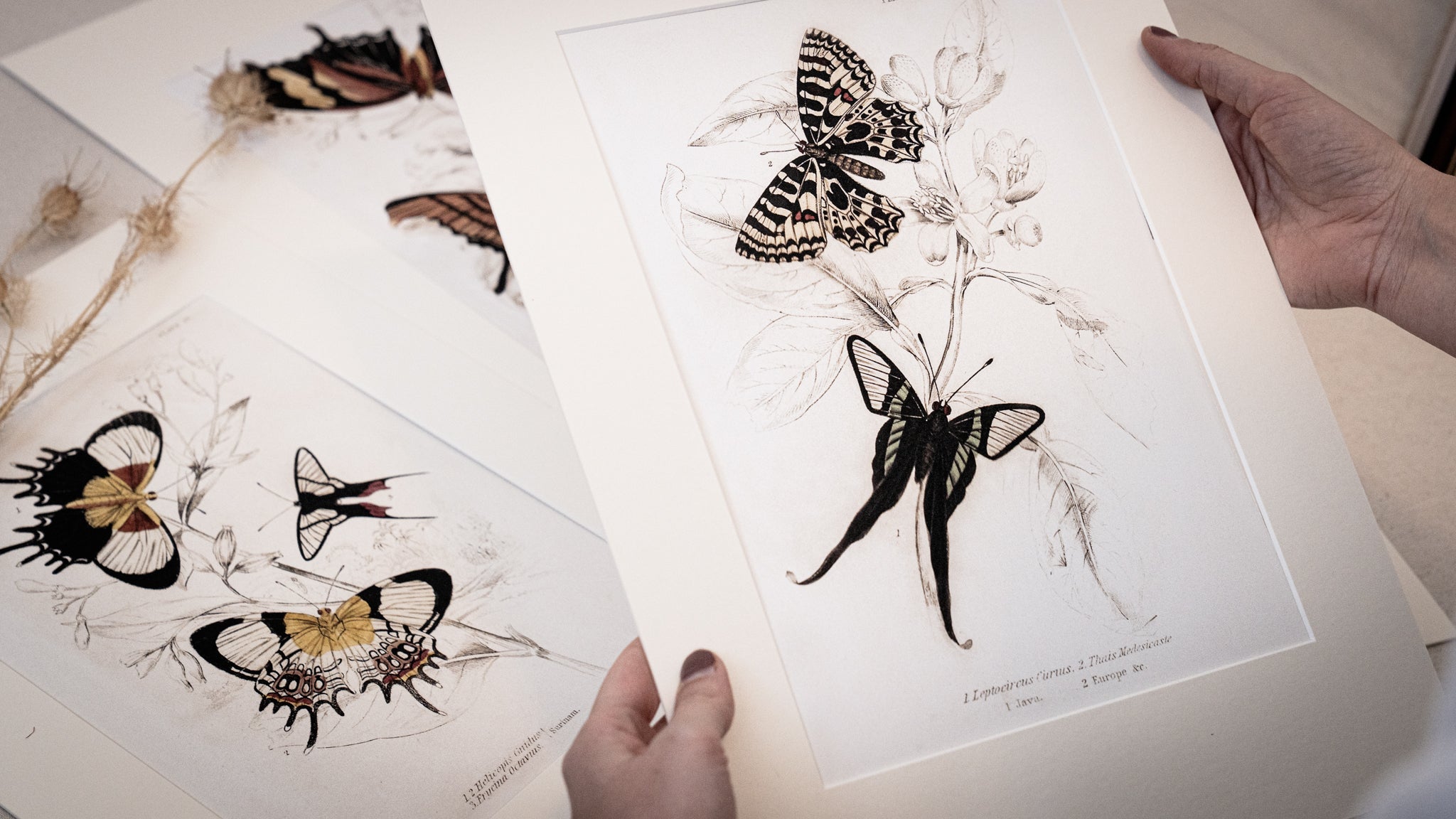 Framed Set of Four Vintage Butterfly Art Prints 01 (Sand Frame Collection)