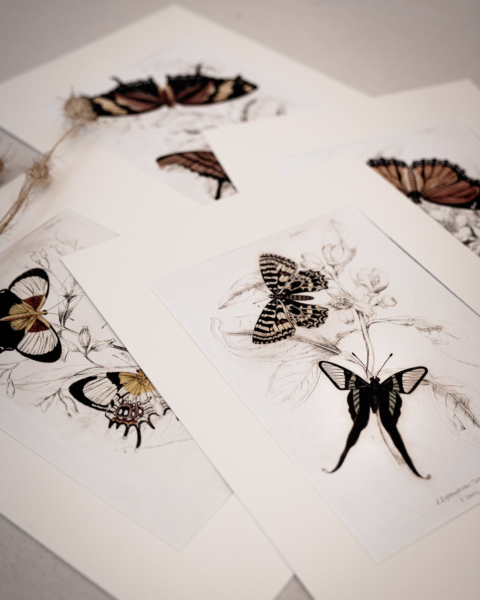 Framed Set of Four Vintage Butterfly Art Prints 03 (Classic Teak Frame Collection)