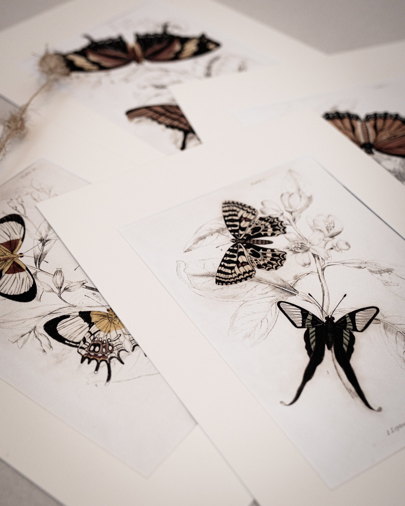 Vintage Butterfly Art Print 011