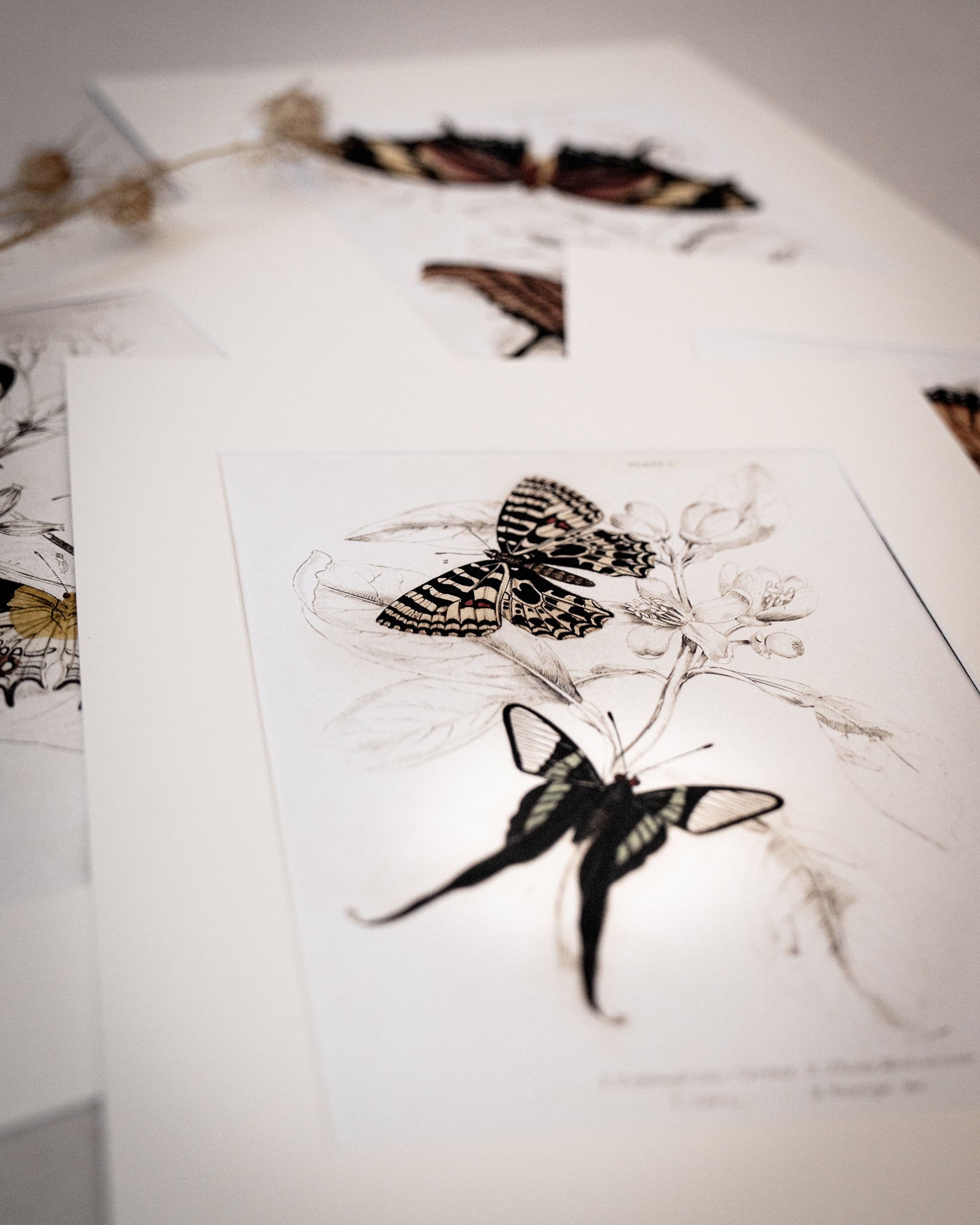 Framed Set of Two Vintage Butterfly Art Prints 02 (Sand Frame Collection)