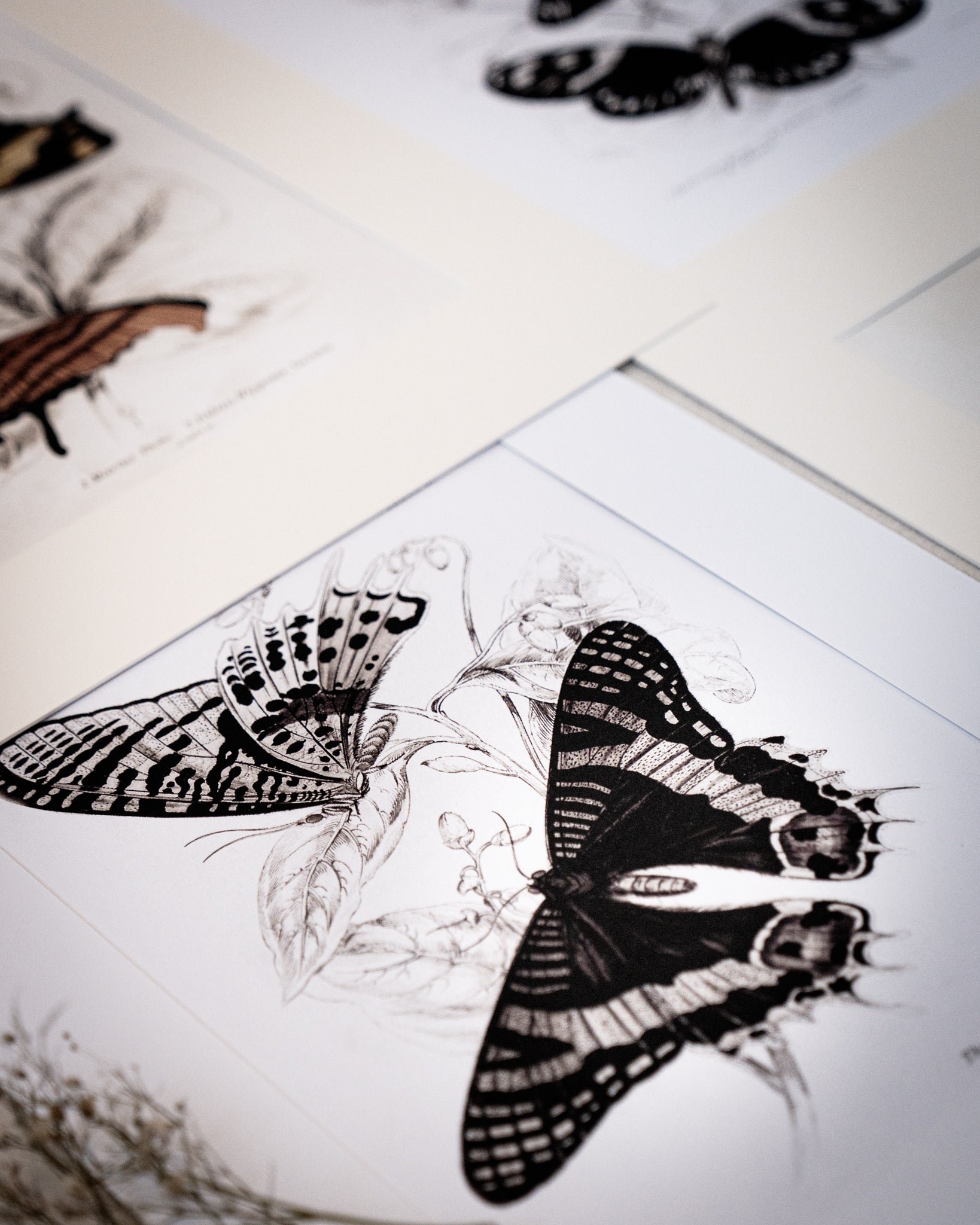 Monochrome: Vintage Butterfly Art Print 021