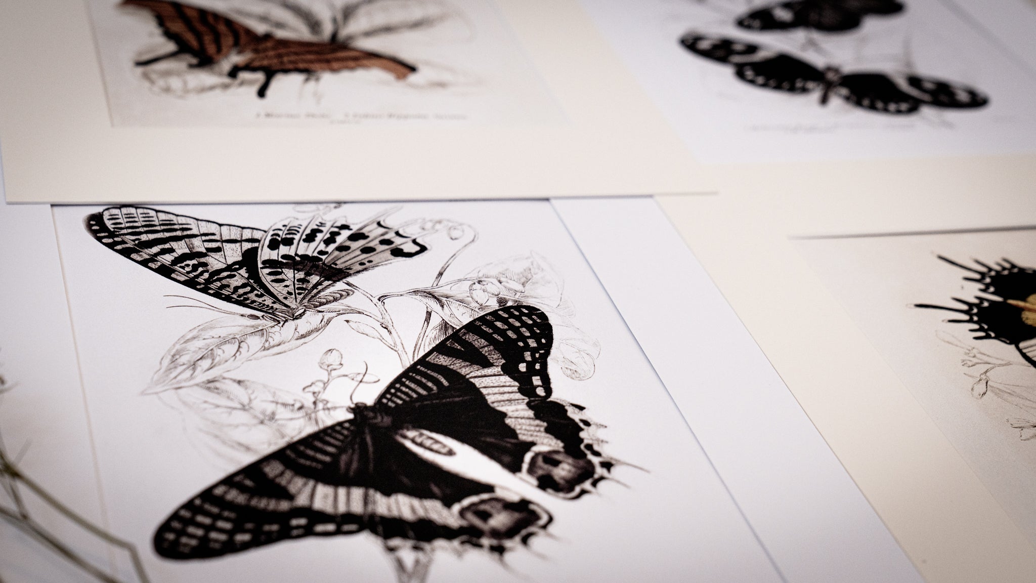 Monochrome: Vintage Butterfly Art Print 021