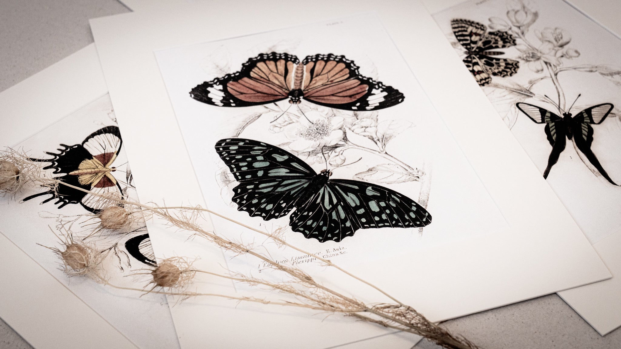 Vintage Butterfly Art Print 013