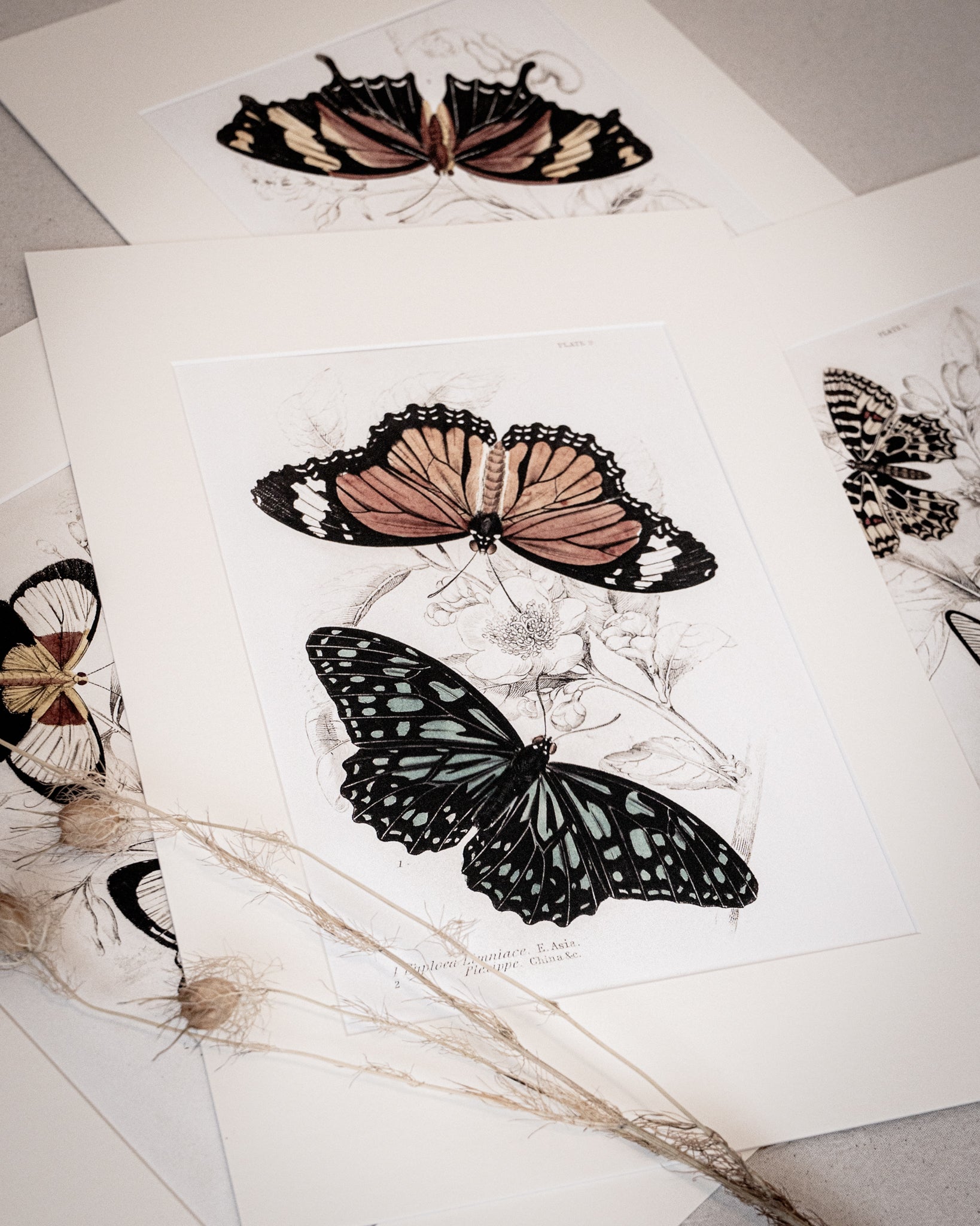 Vintage Butterfly Art Print 013