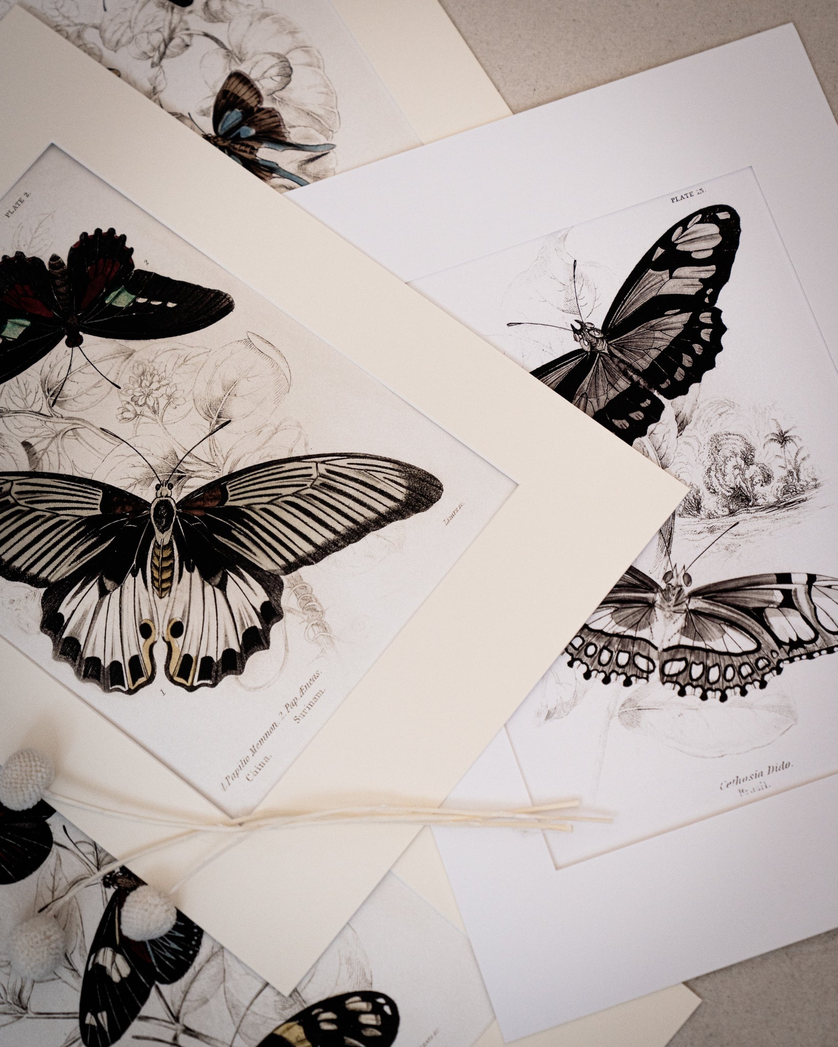 Vintage Butterfly Art Print 02