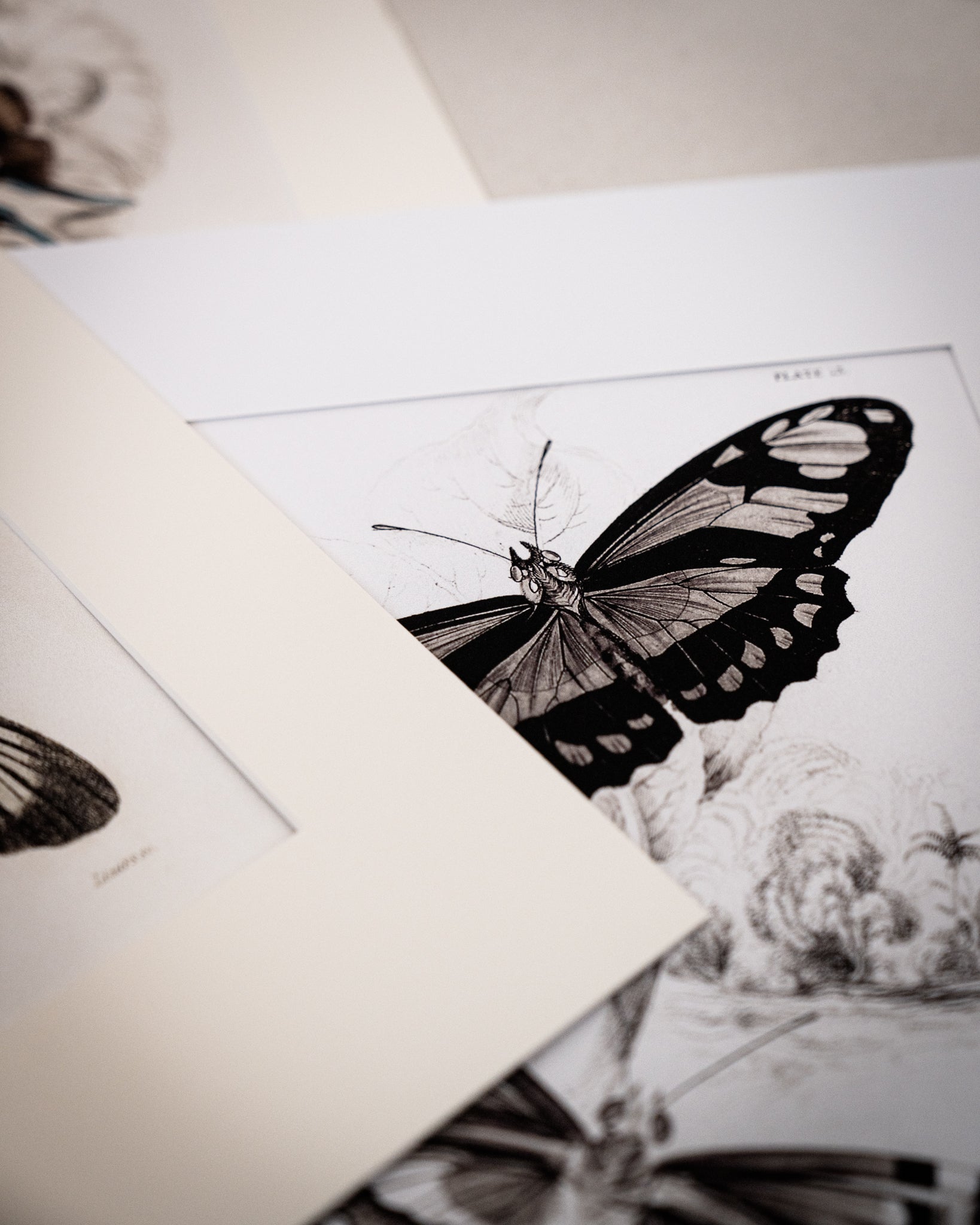 Framed Set of Four Vintage Butterfly Art Prints 04 (Black Noir Frame Collection)