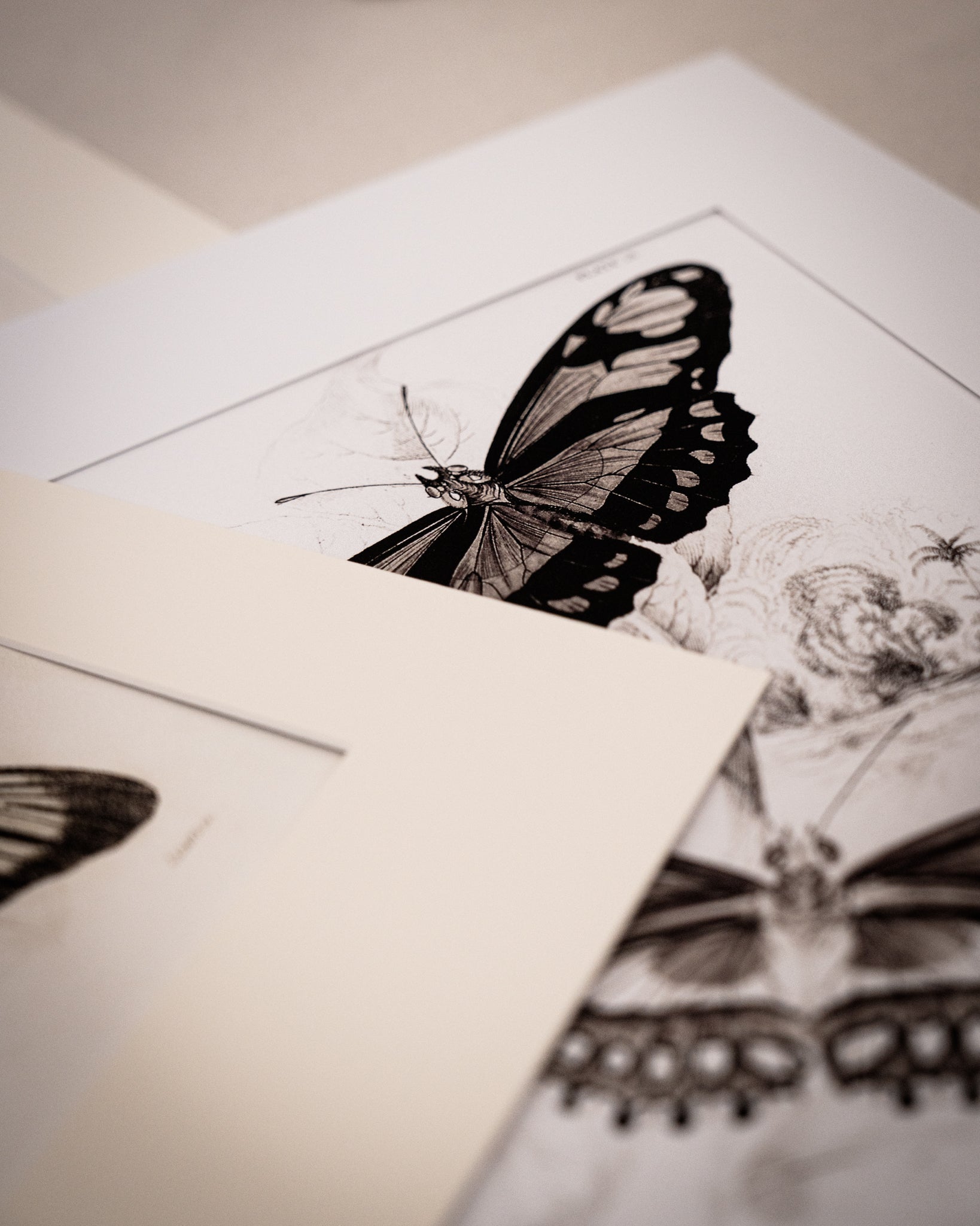 Monochrome: Vintage Butterfly Art Print 022