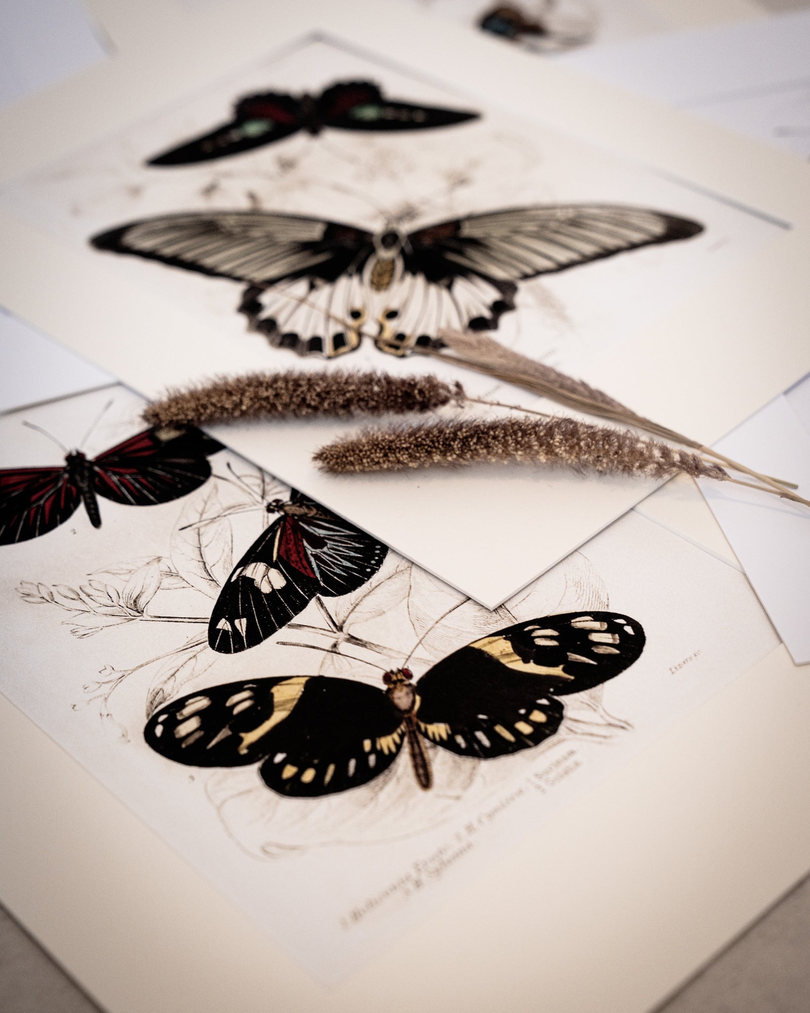 Vintage Butterfly Art Print 03