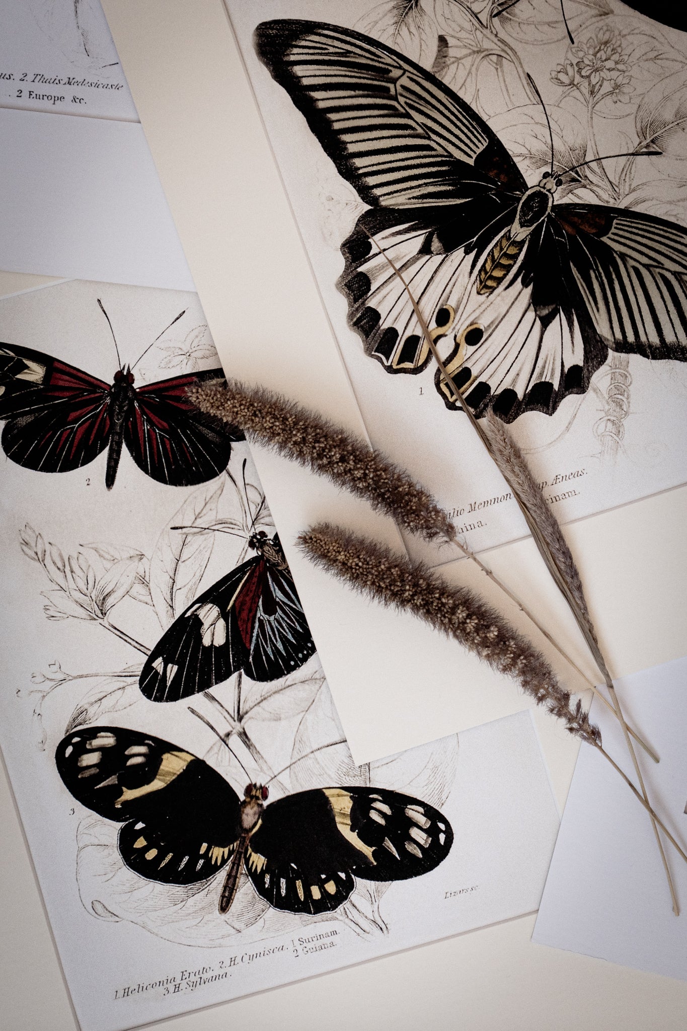 Framed Set of Two Vintage Butterfly Art Prints 01 (Black Noir Frame Collection)