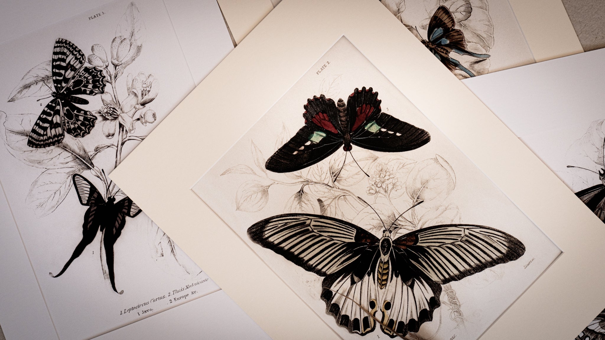 Monochrome: Vintage Butterfly Art Print 026