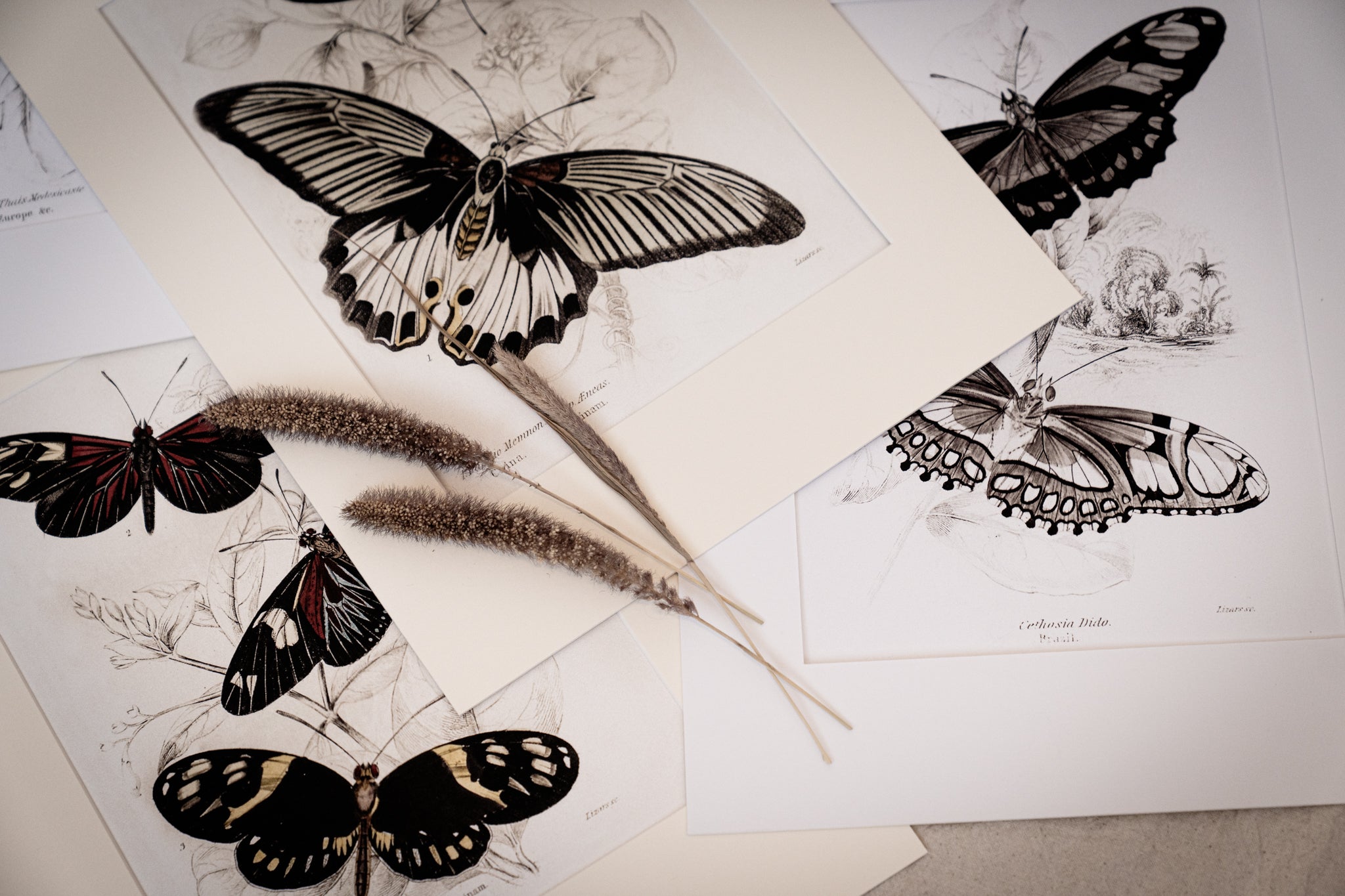Monochrome: Vintage Butterfly Art Print 022