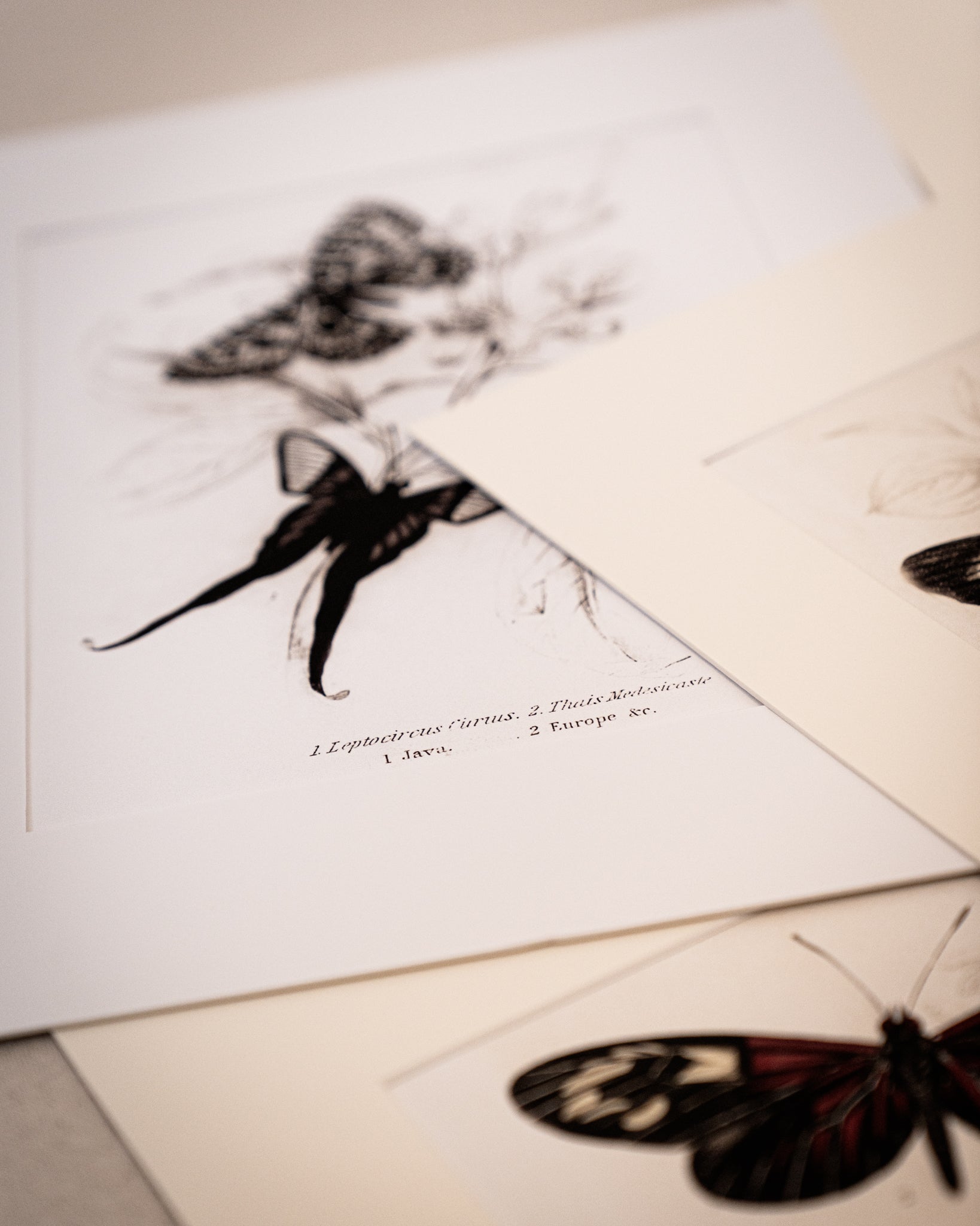 Monochrome: Vintage Butterfly Art Print 026