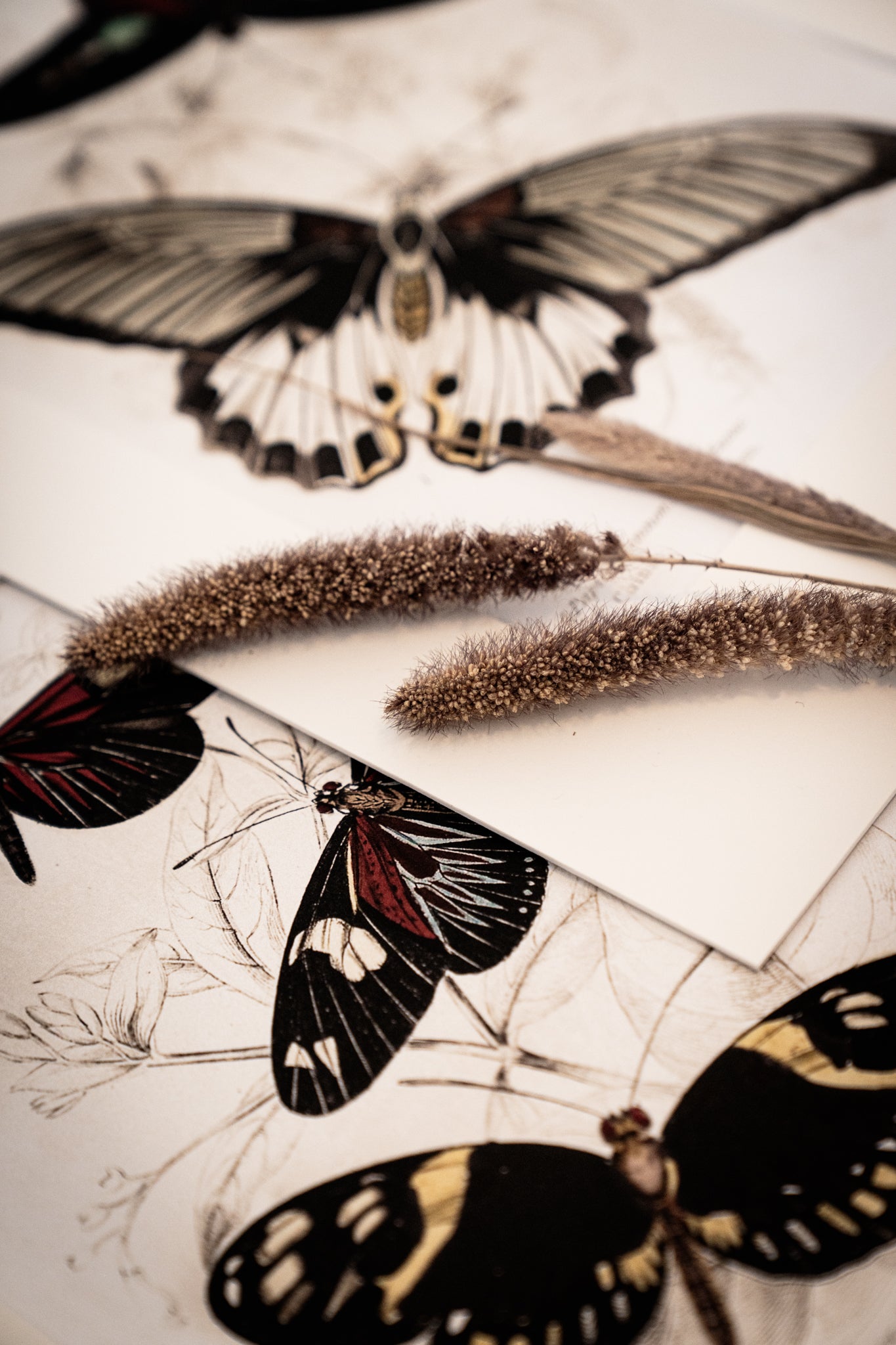 Vintage Butterfly Art Print 04