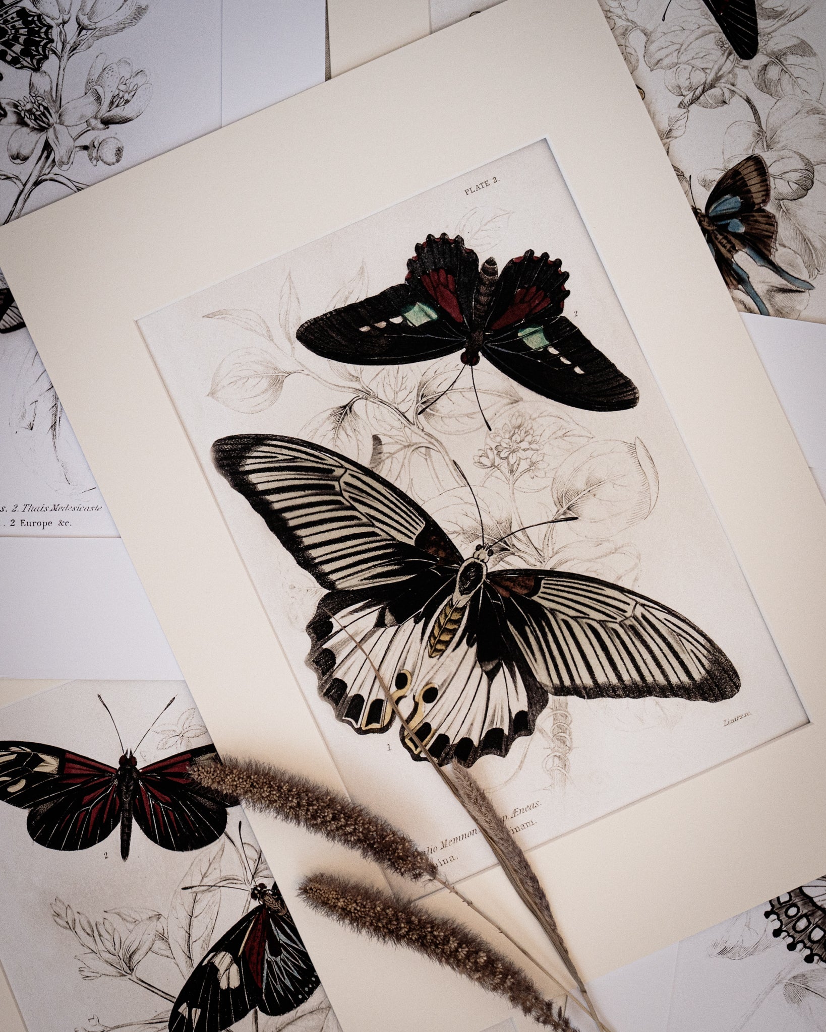 Vintage Butterfly Art Print 04