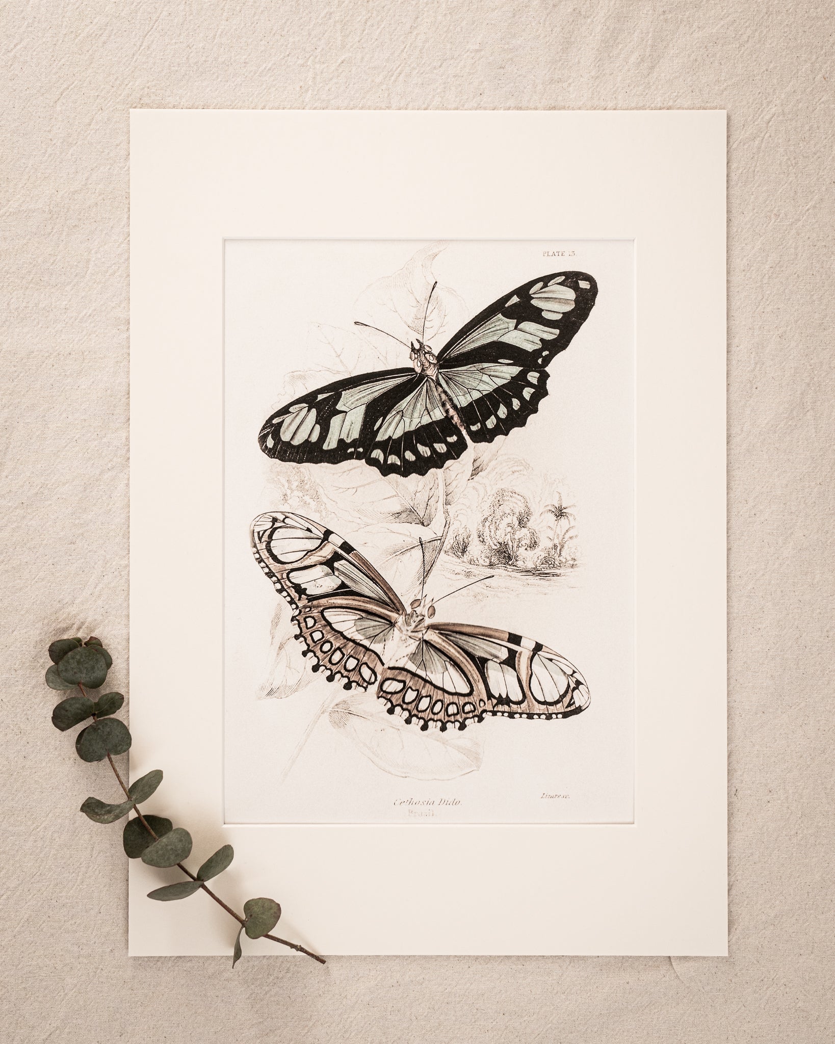 Vintage Butterfly Art Print 05