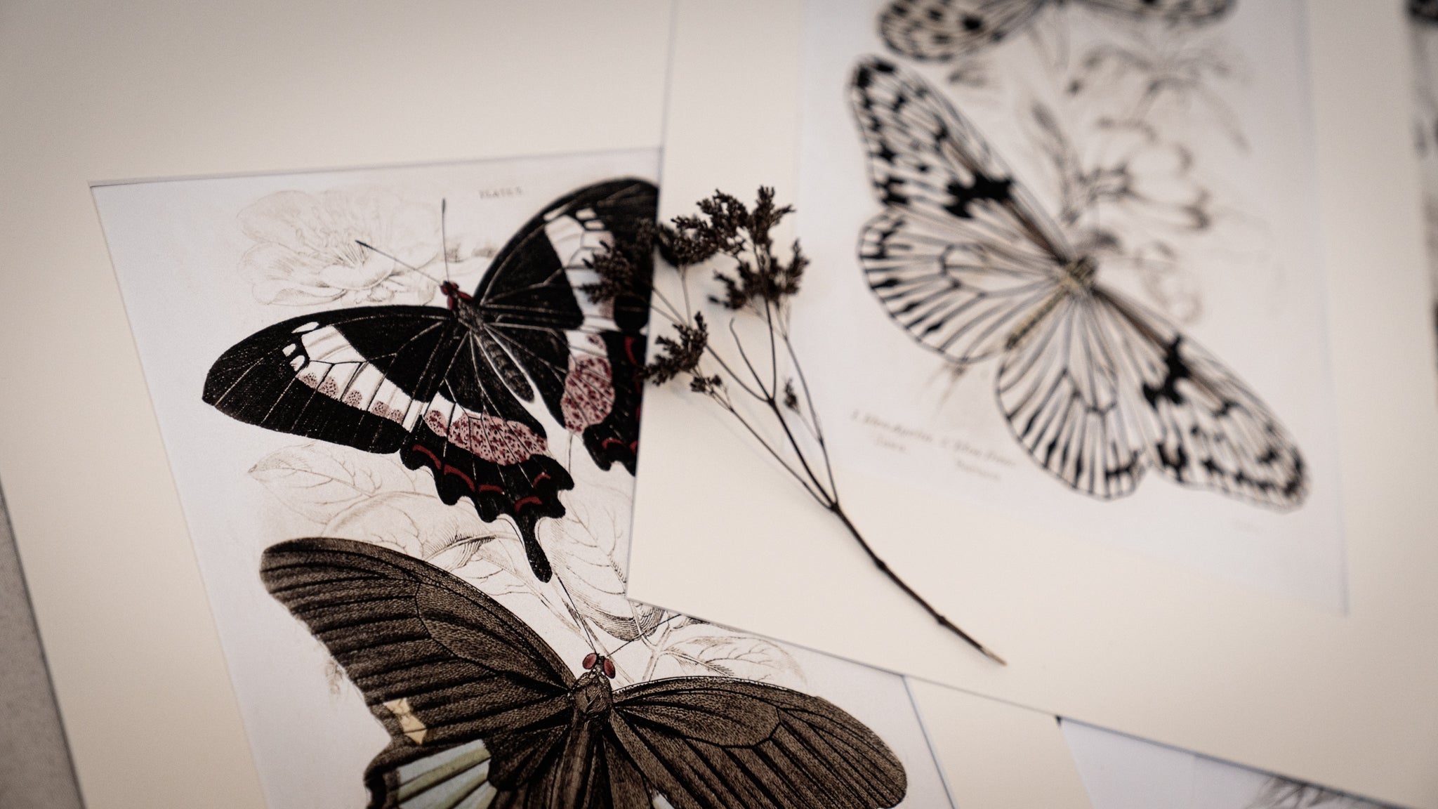 Vintage Butterfly Art Print 015