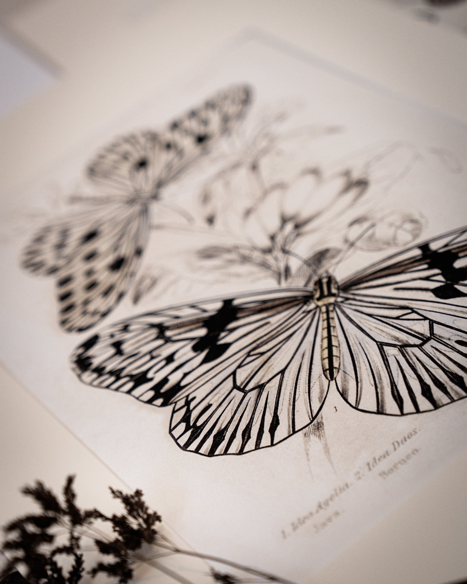 Framed Set of Four Vintage Butterfly Art Prints 01 (Sand Frame Collection)