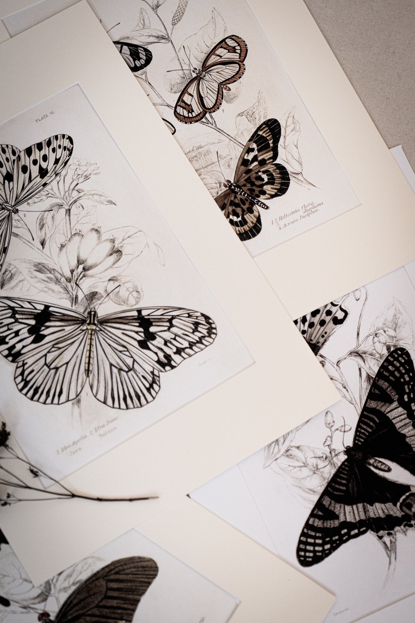 Vintage Butterfly Art Print 017