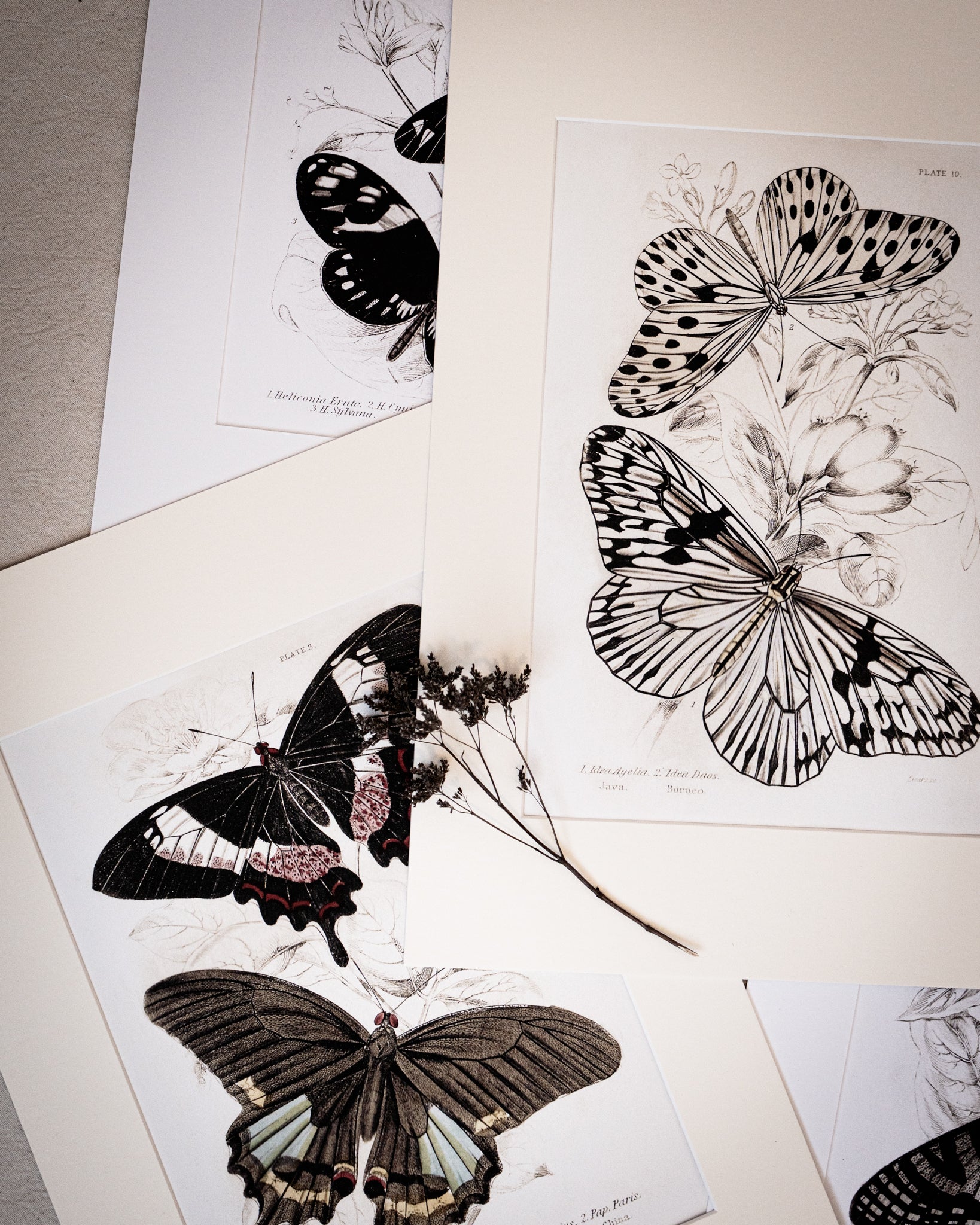 Vintage Butterfly Art Print 015
