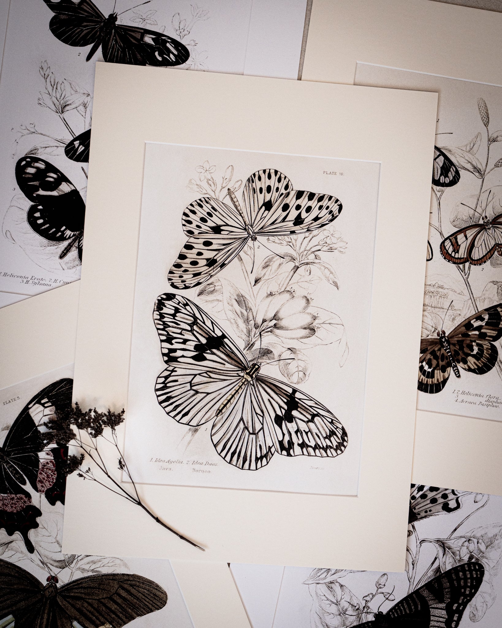 Vintage Butterfly Art Print 09