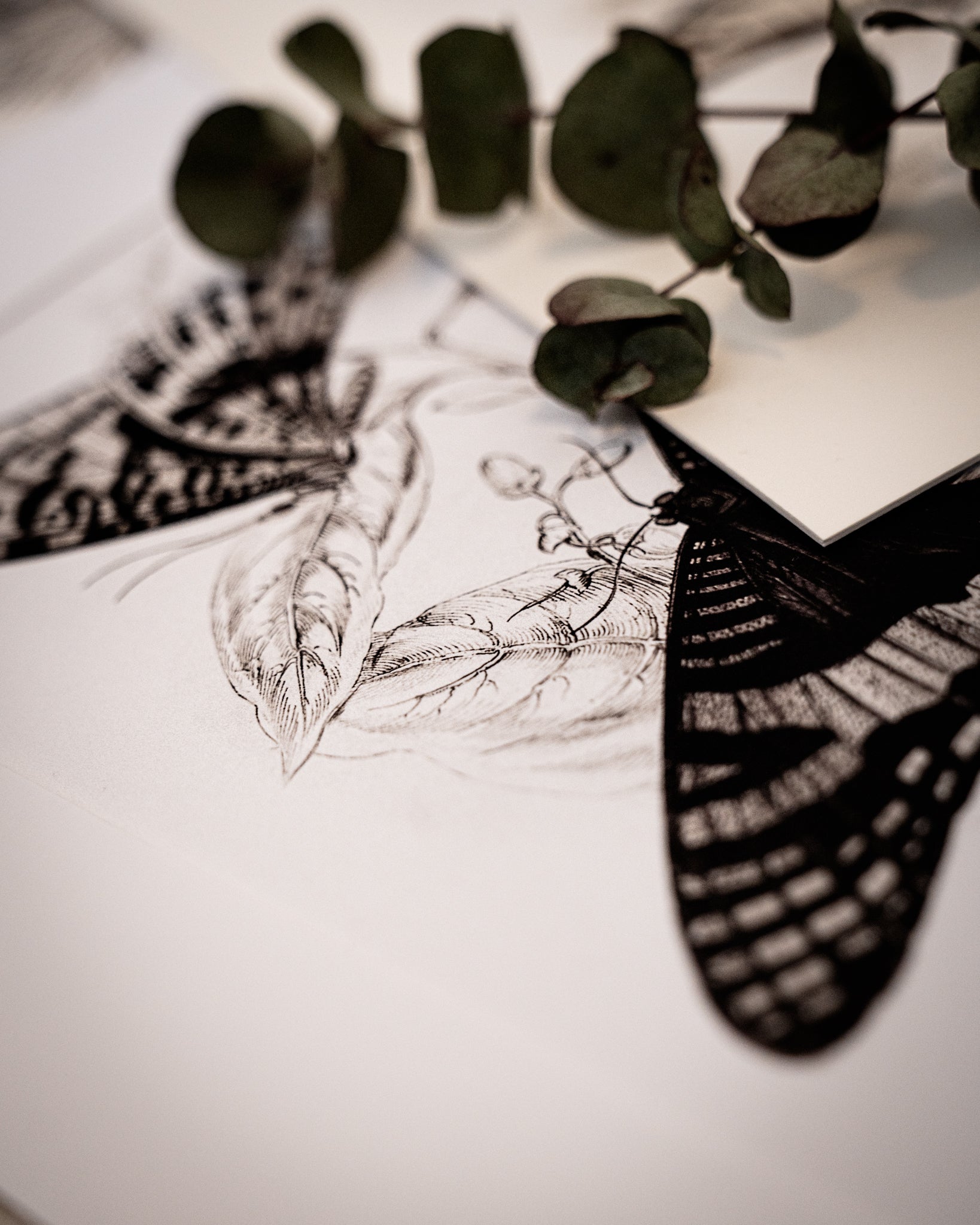 Monochrome: Vintage Butterfly Art Print 024