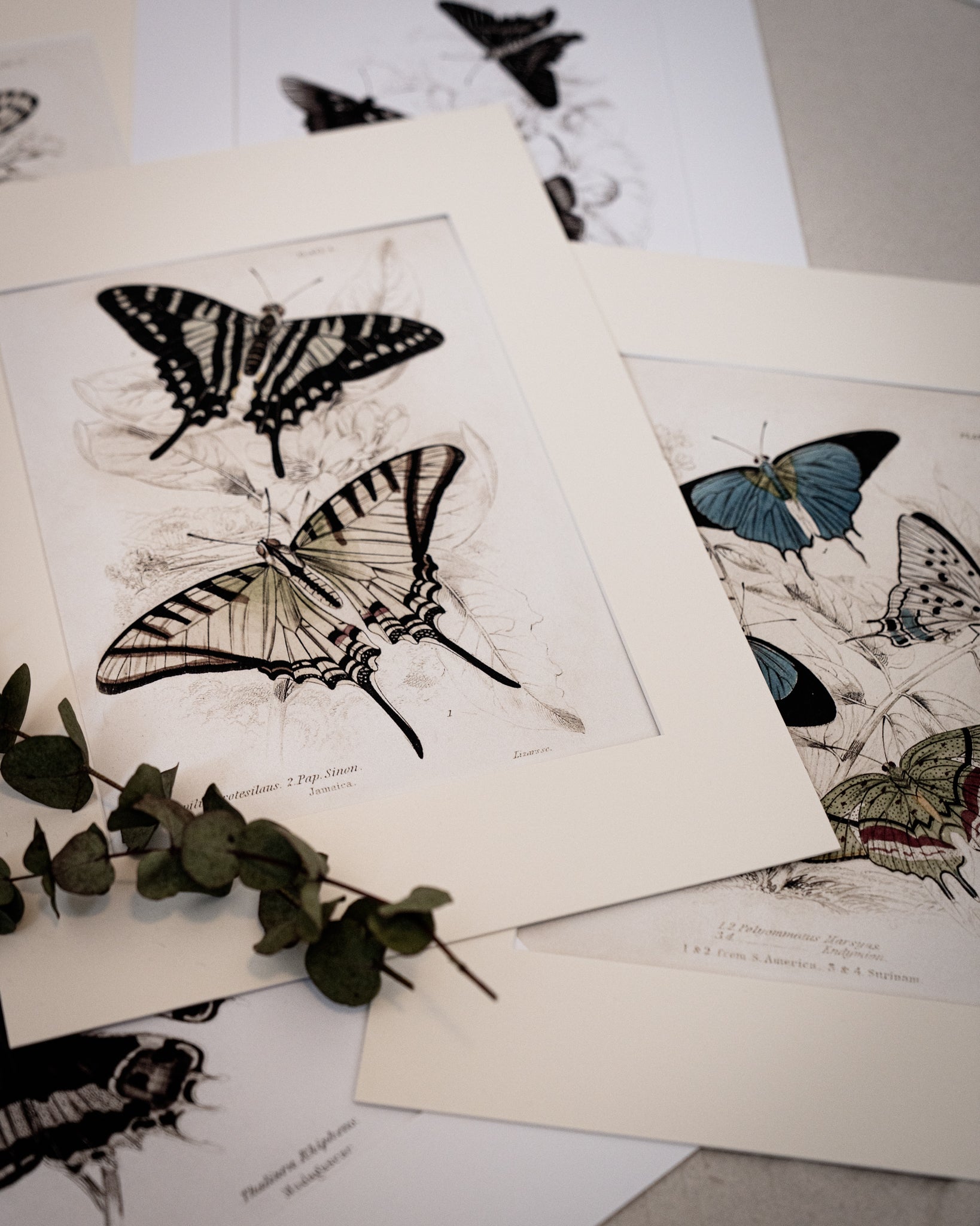 Vintage Butterfly Art Print 014
