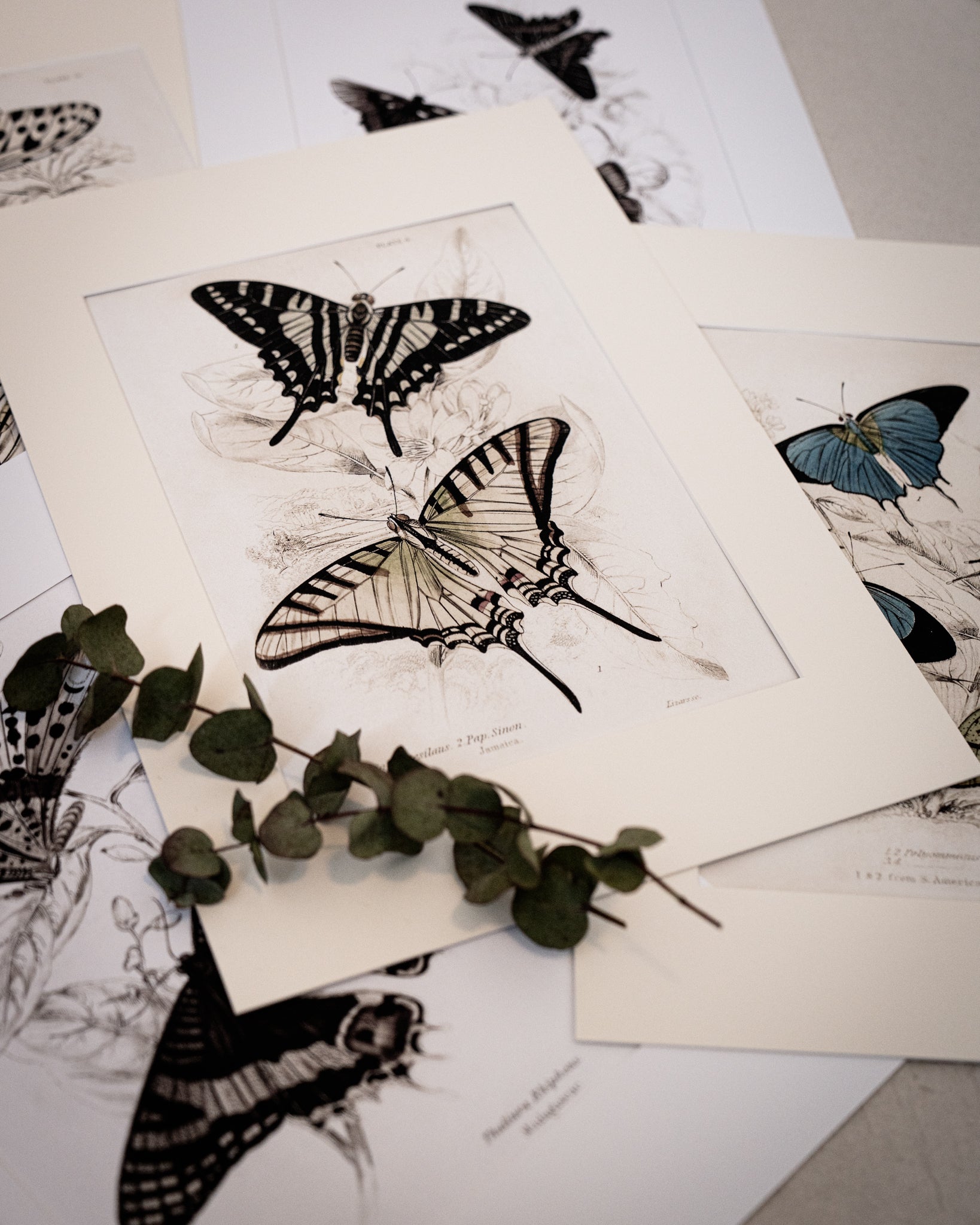 Vintage Butterfly Art Print 012