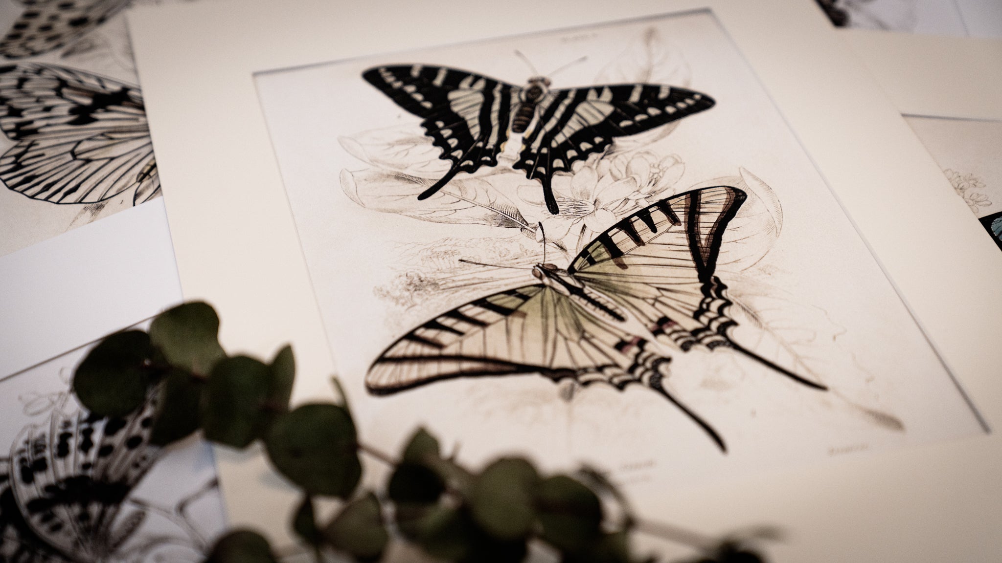 Vintage Butterfly Art Print 012
