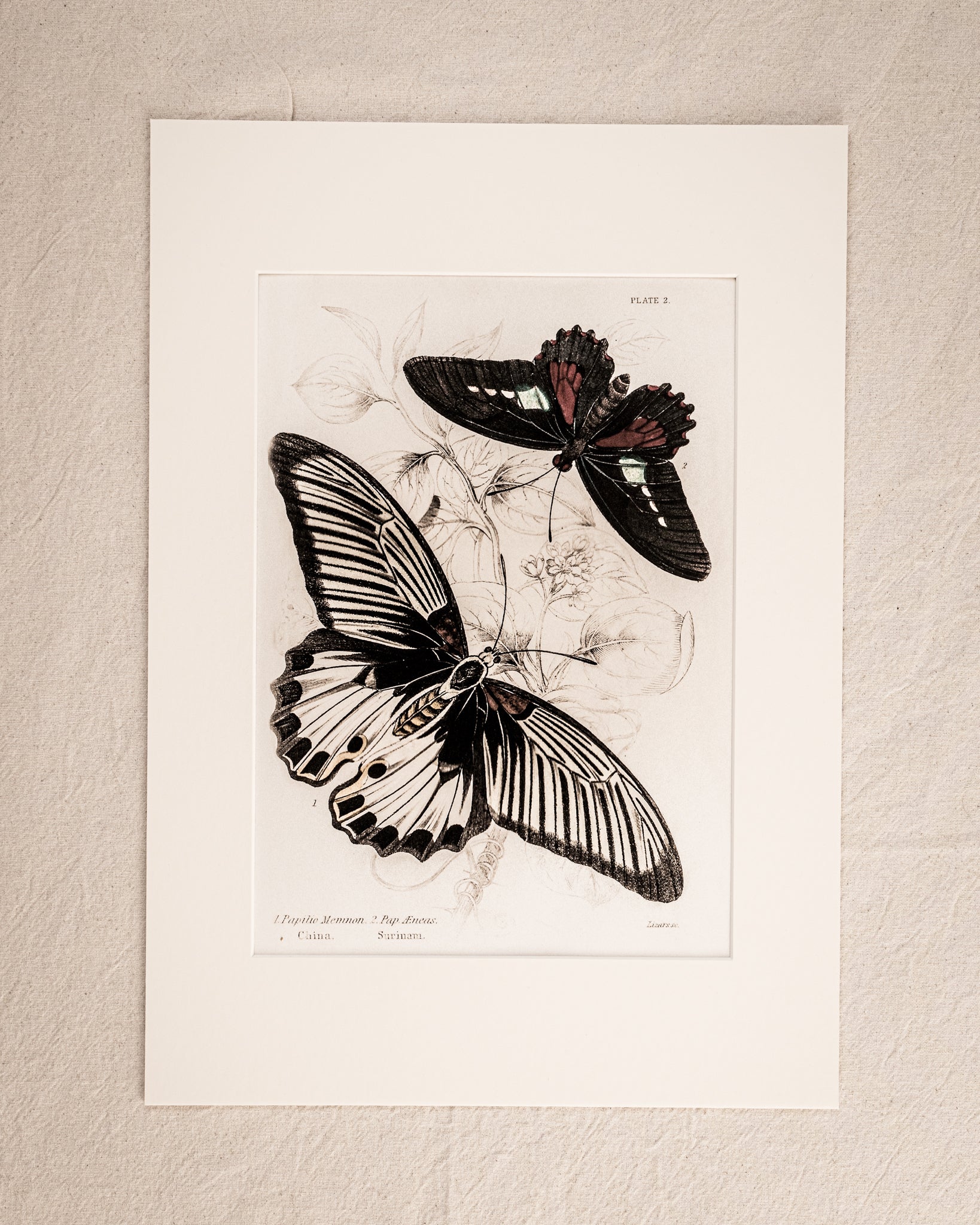 Vintage Butterfly Art Print 04