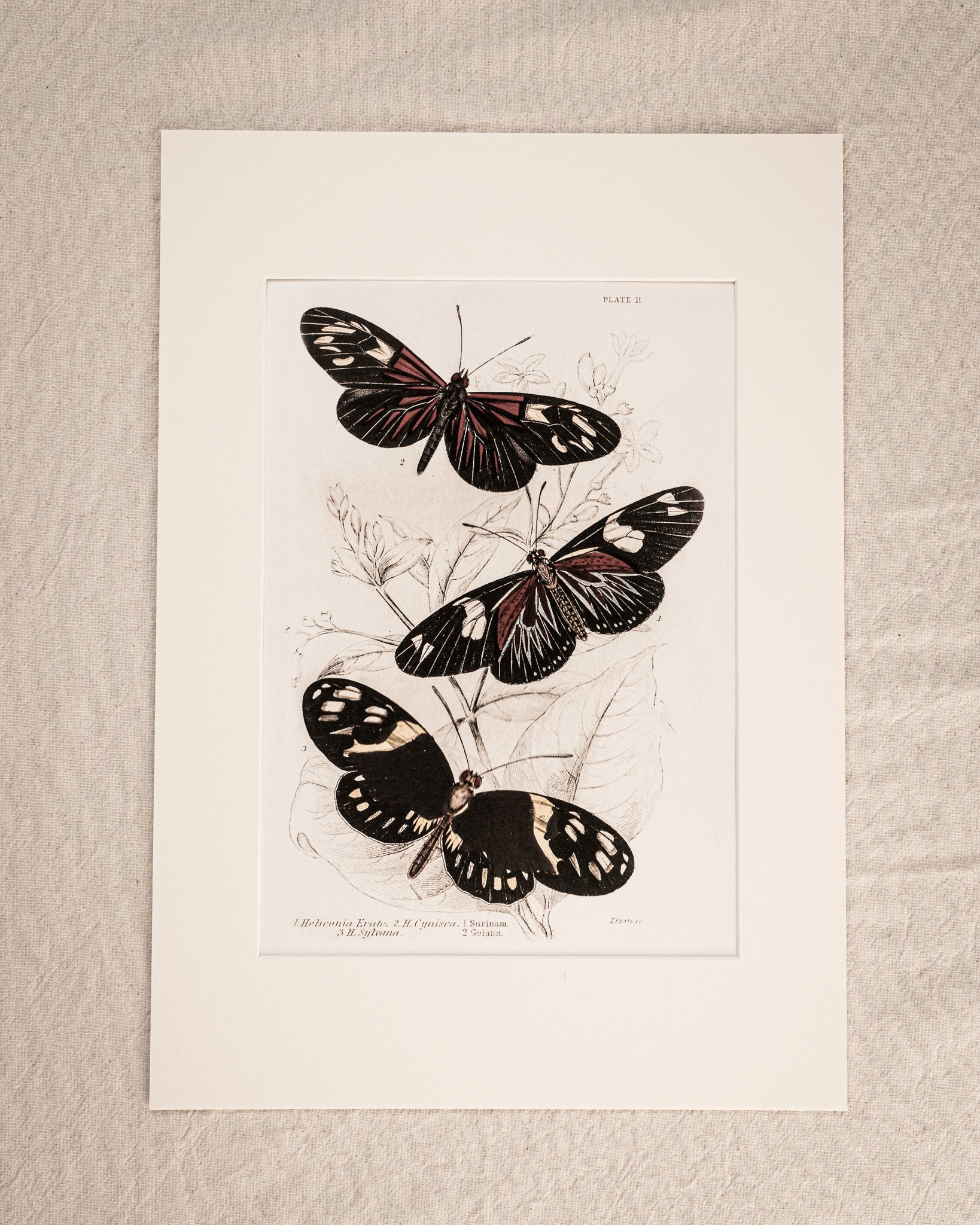 Vintage Butterfly Art Print 03