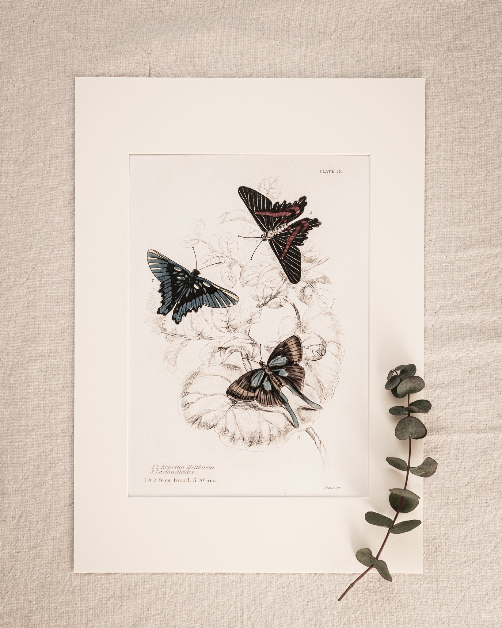 Vintage Butterfly Art Print 02