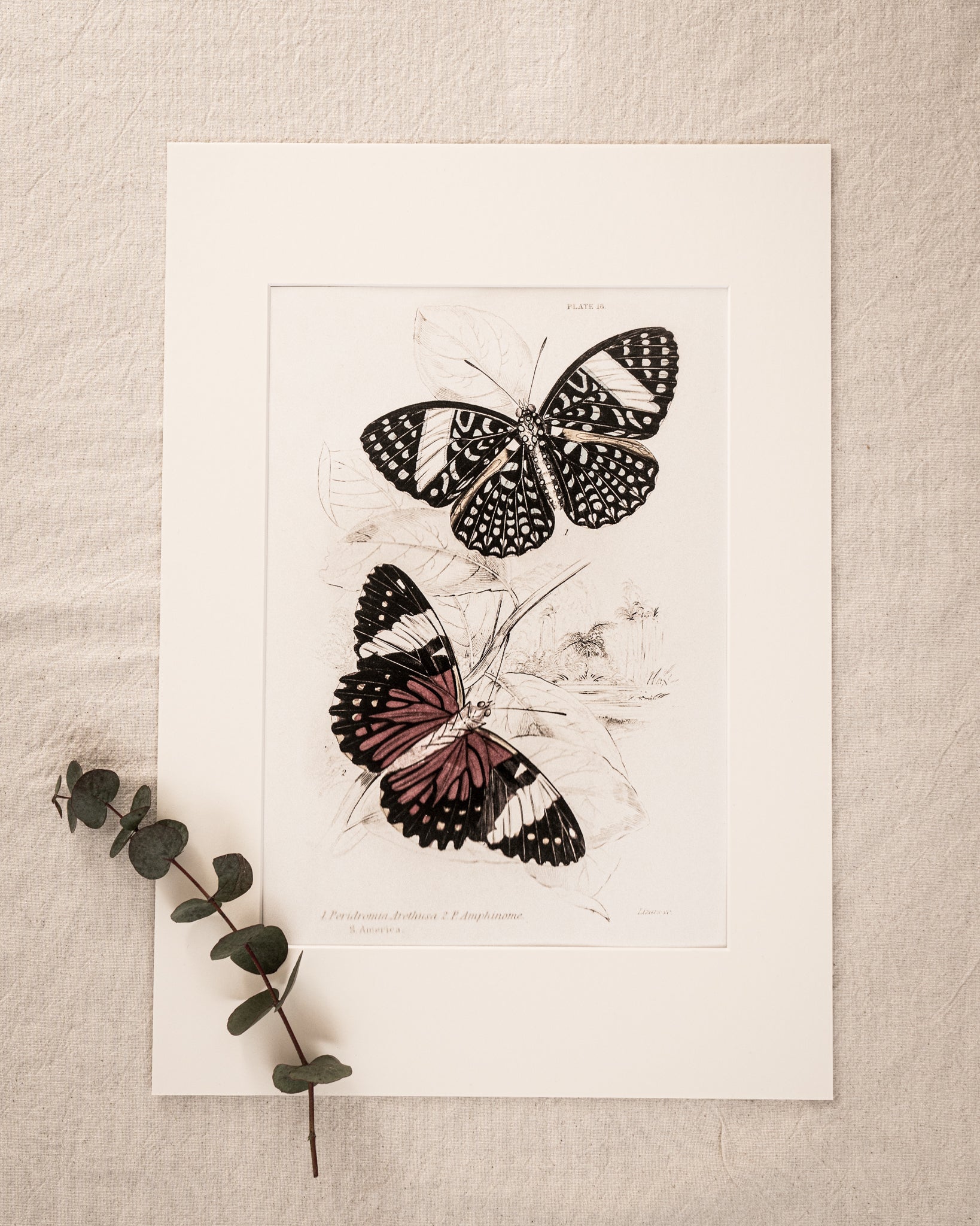 Vintage Butterfly Art Print 01