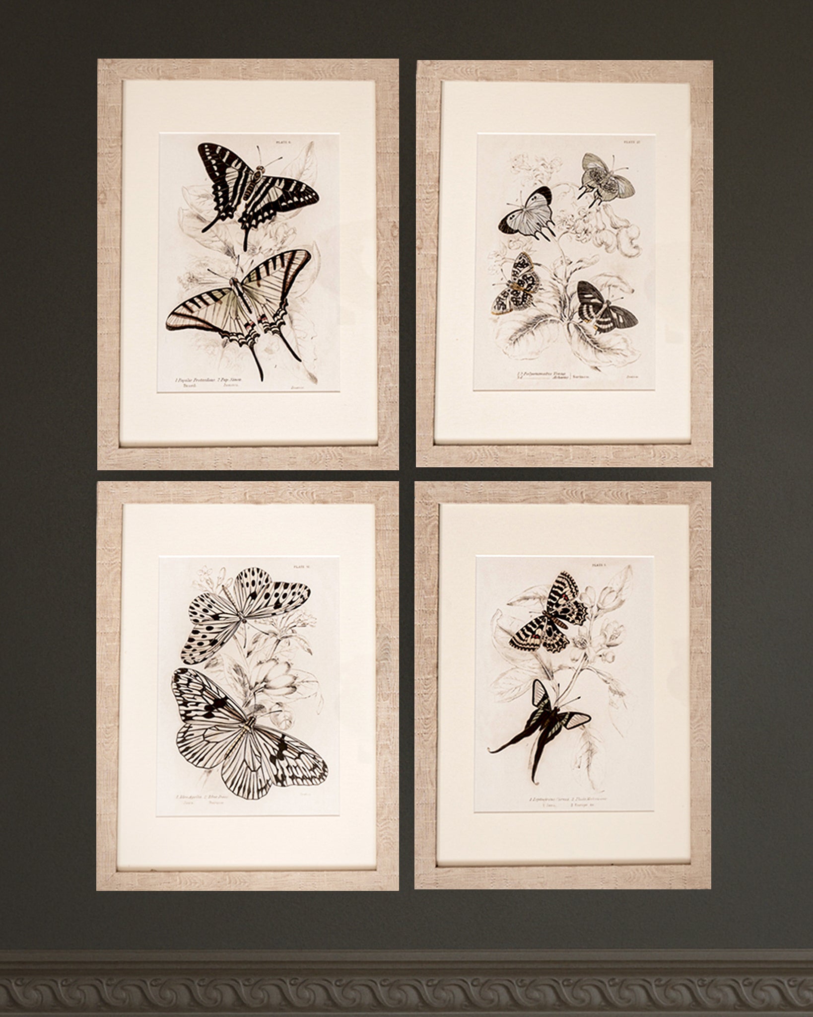 Framed Set of Four Vintage Butterfly Art Prints 01 (Sand Frame Collection)