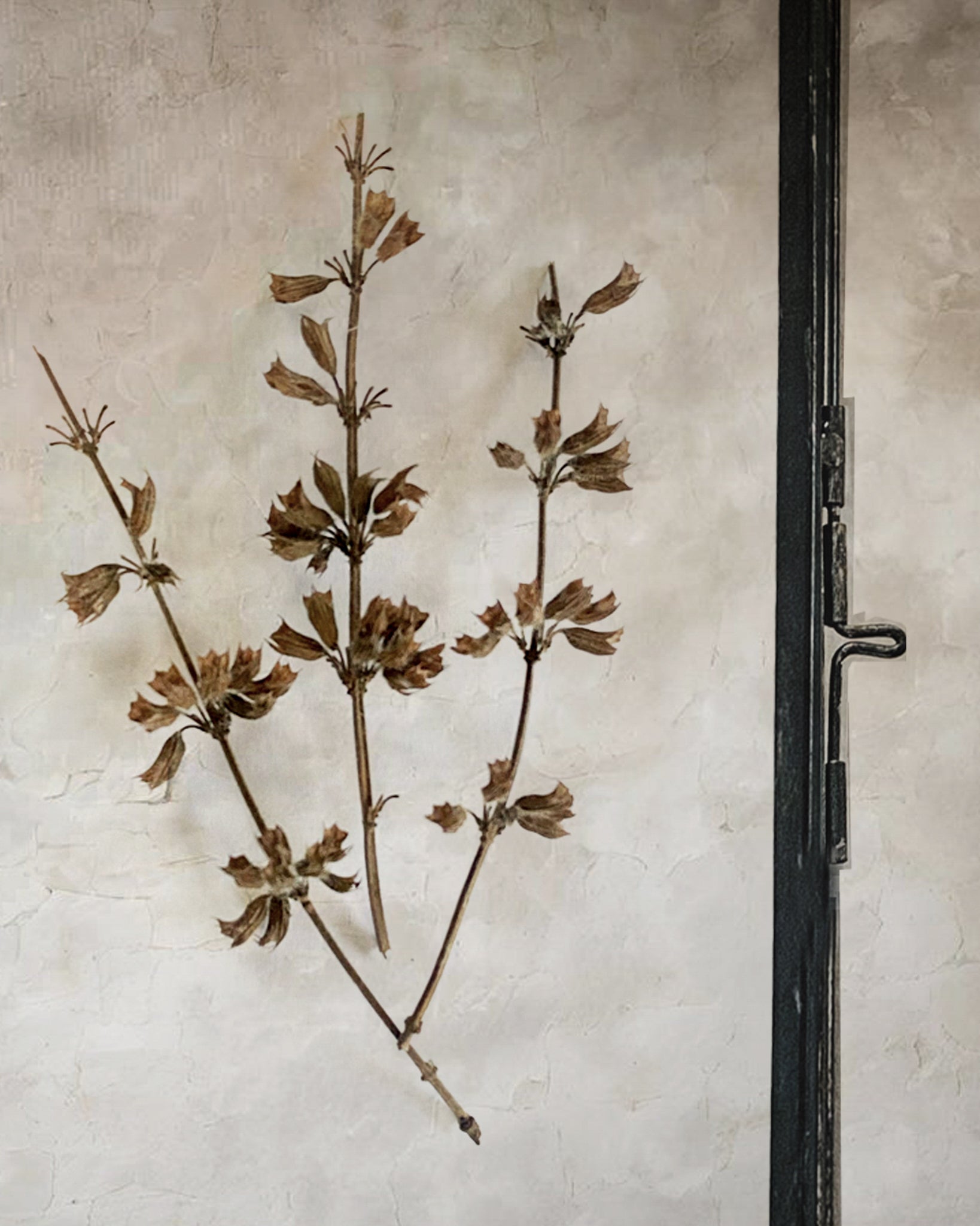 Black Antique Pressed Flower Frame: Dried Branches - Small