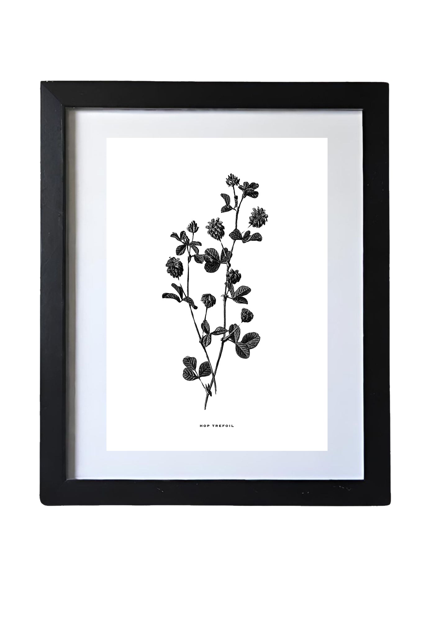 Restored Monochrome Botanical Art Print – 19th Century Floral Illustration (Hop Trefoil 01)