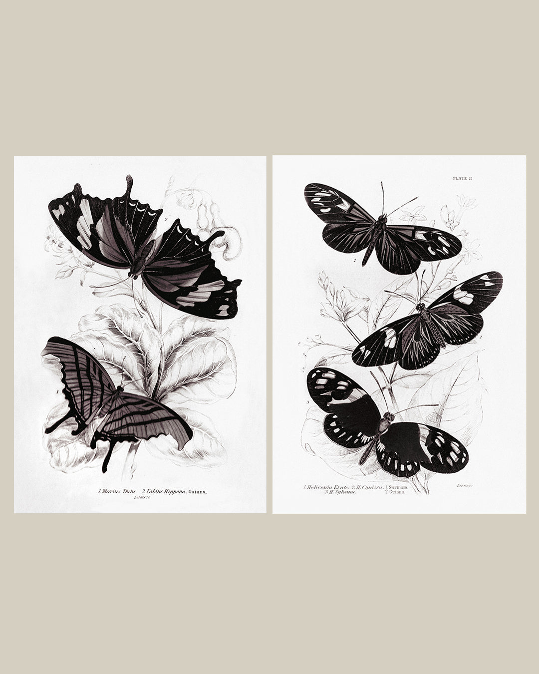 Framed Set of Two Vintage Butterfly Art Prints 02 (Black Noir Frame Collection)
