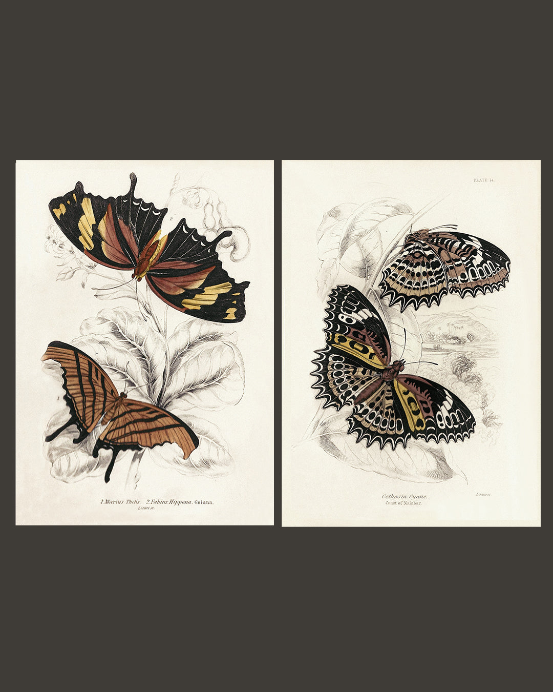 Framed Set of Two Vintage Butterfly Art Prints 03 (Classic Teak Frame Collection)