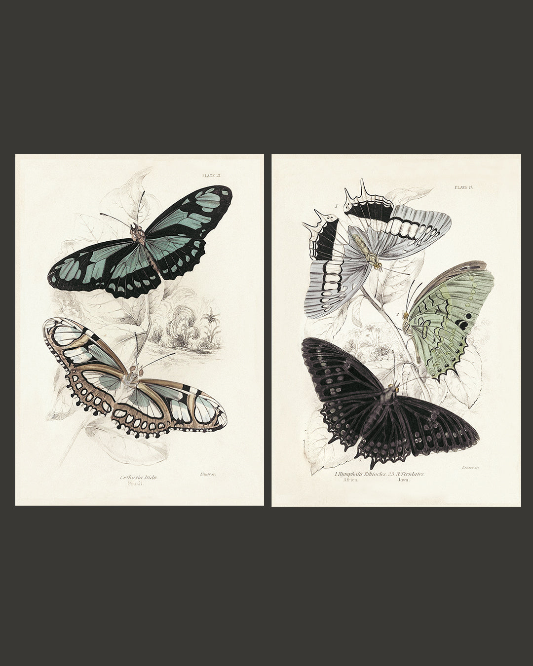 Framed Set of Two Vintage Butterfly Art Prints 01 (Vintage White Frame Collection)