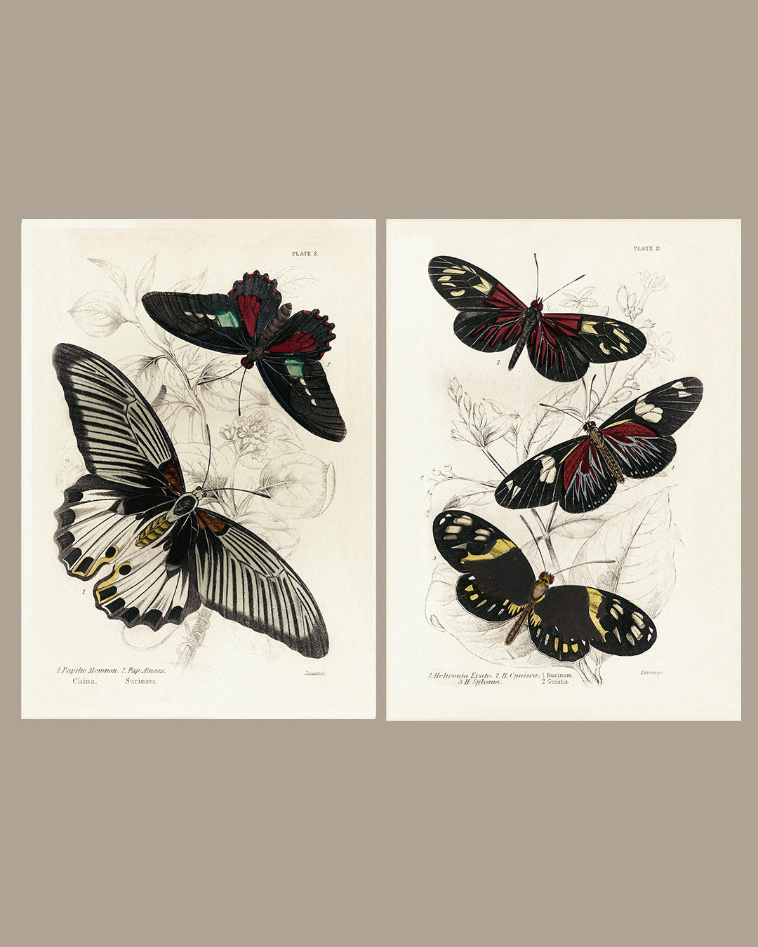Framed Set of Two Vintage Butterfly Art Prints 01 (Black Noir Frame Collection)