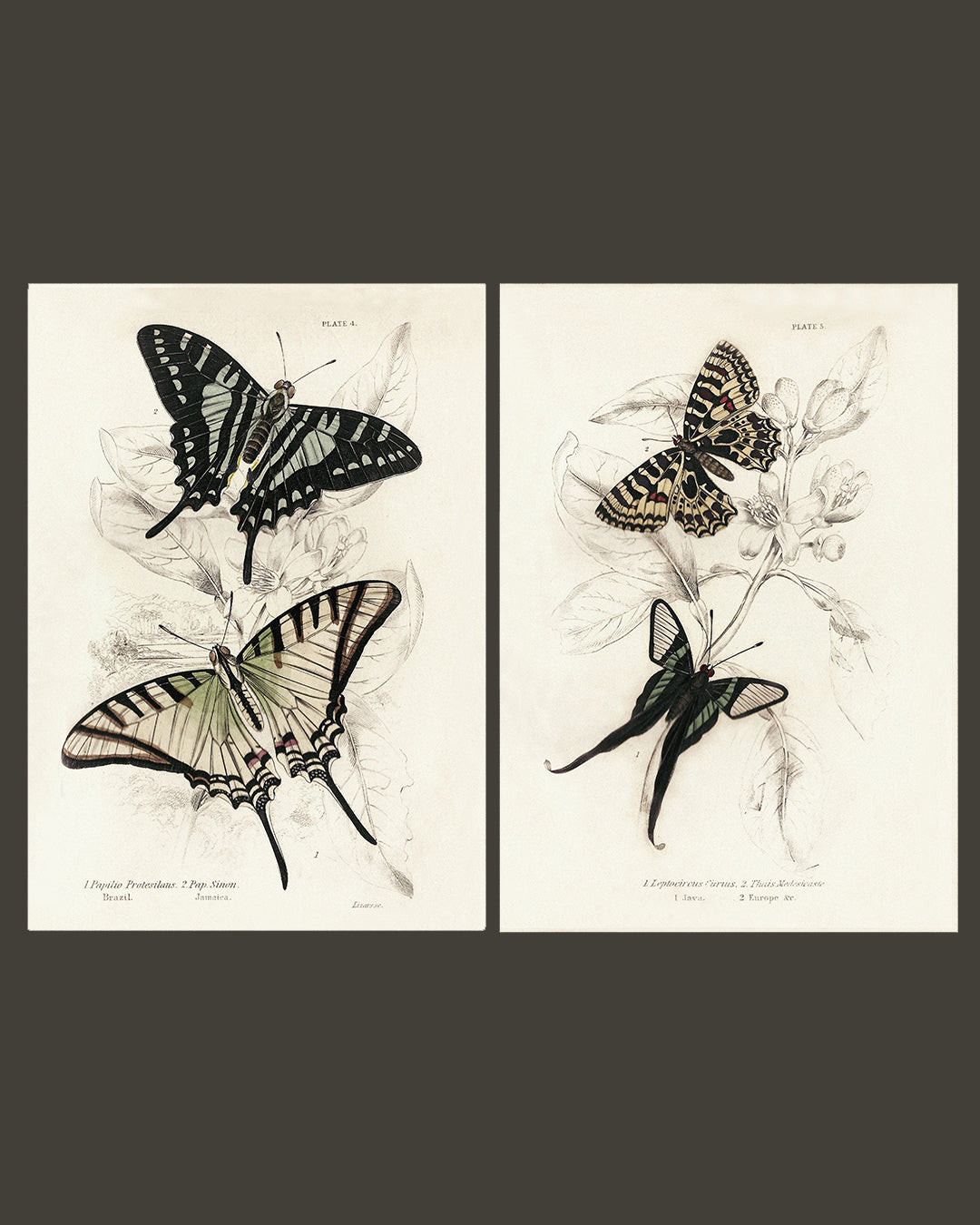 Framed Set of Two Vintage Butterfly Art Prints 02 (Sand Frame Collection)