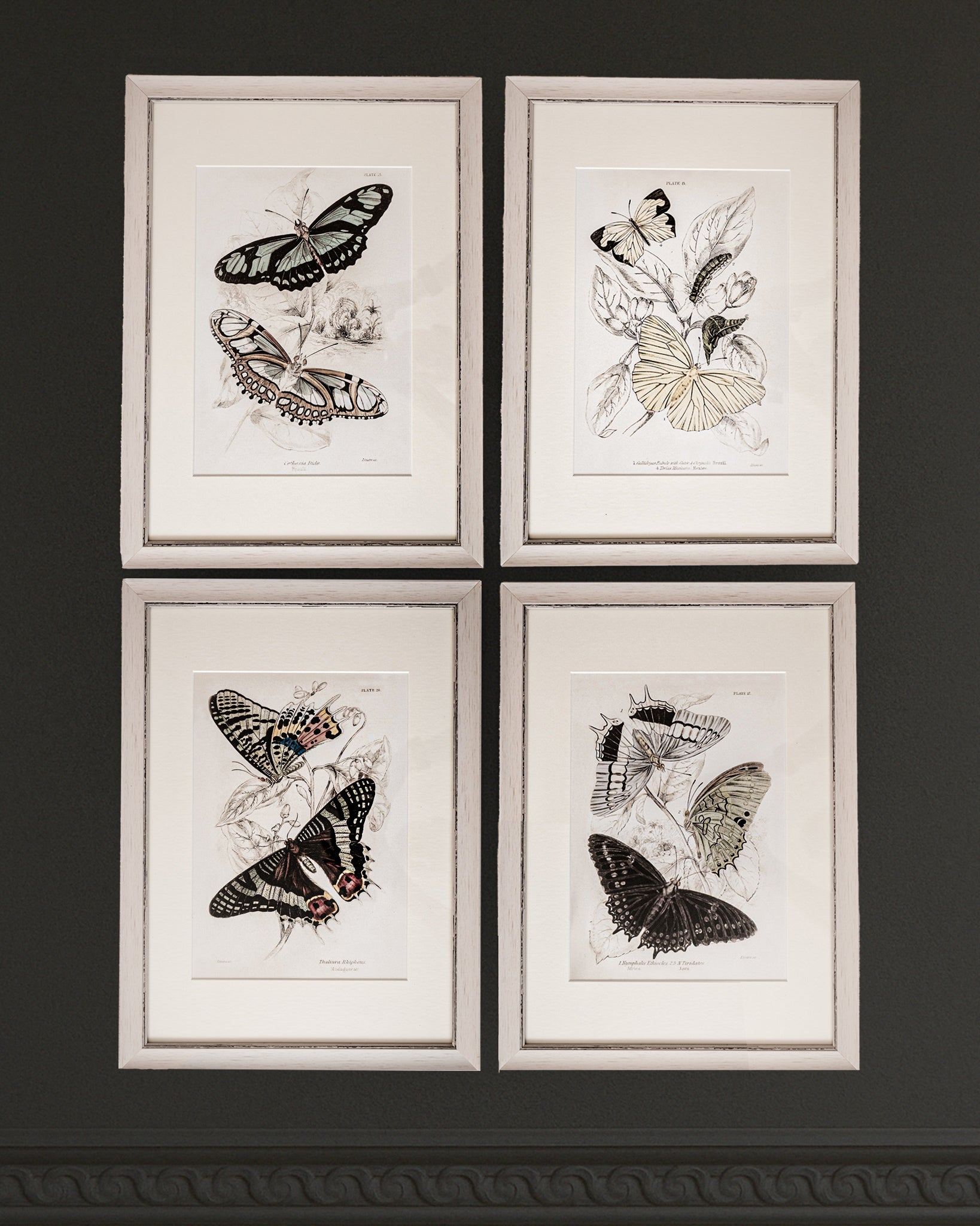 Framed Set of Four Vintage Butterfly Art Prints 02 (Vintage White Frame Collection)