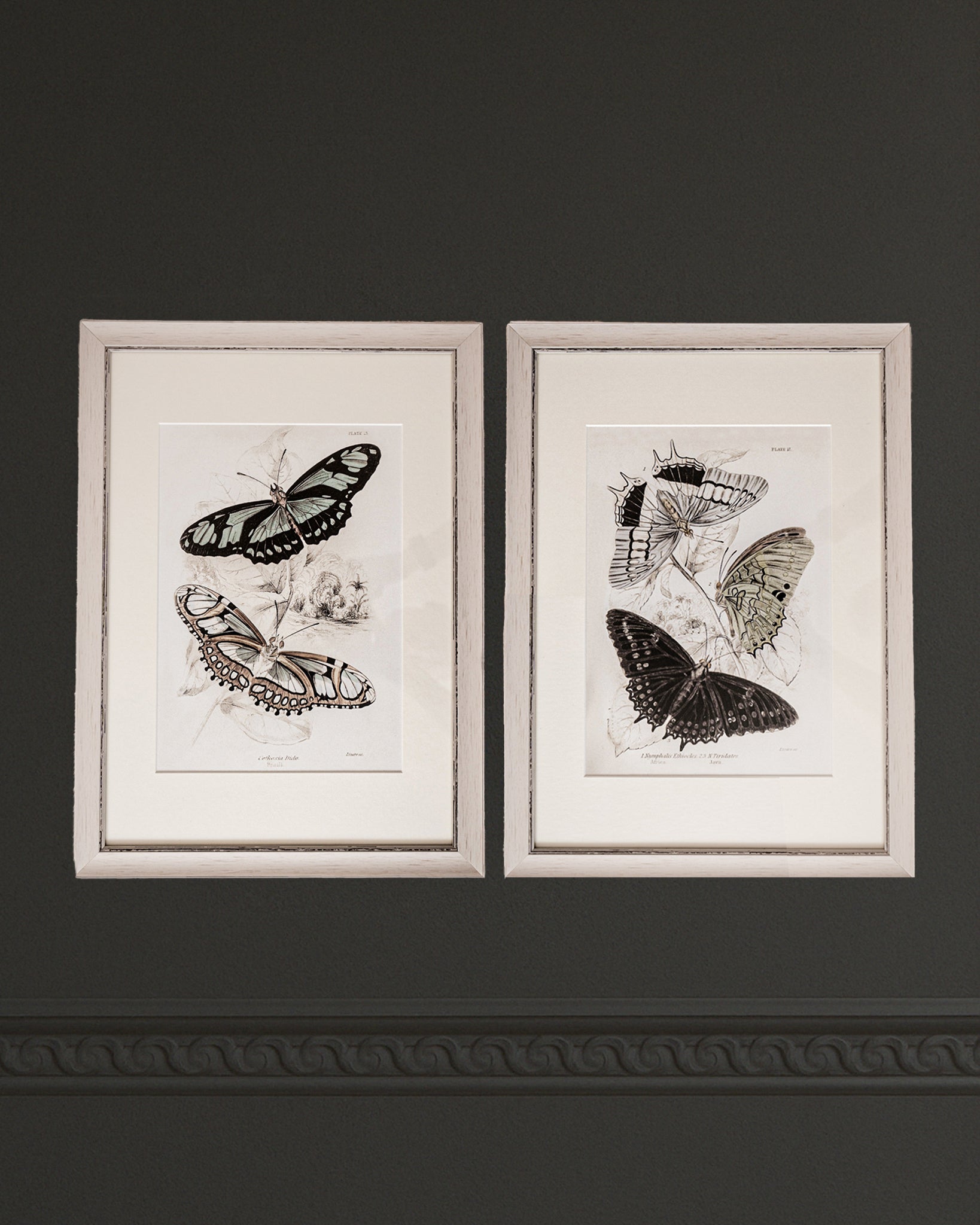 Framed Set of Two Vintage Butterfly Art Prints 01 (Vintage White Frame Collection)