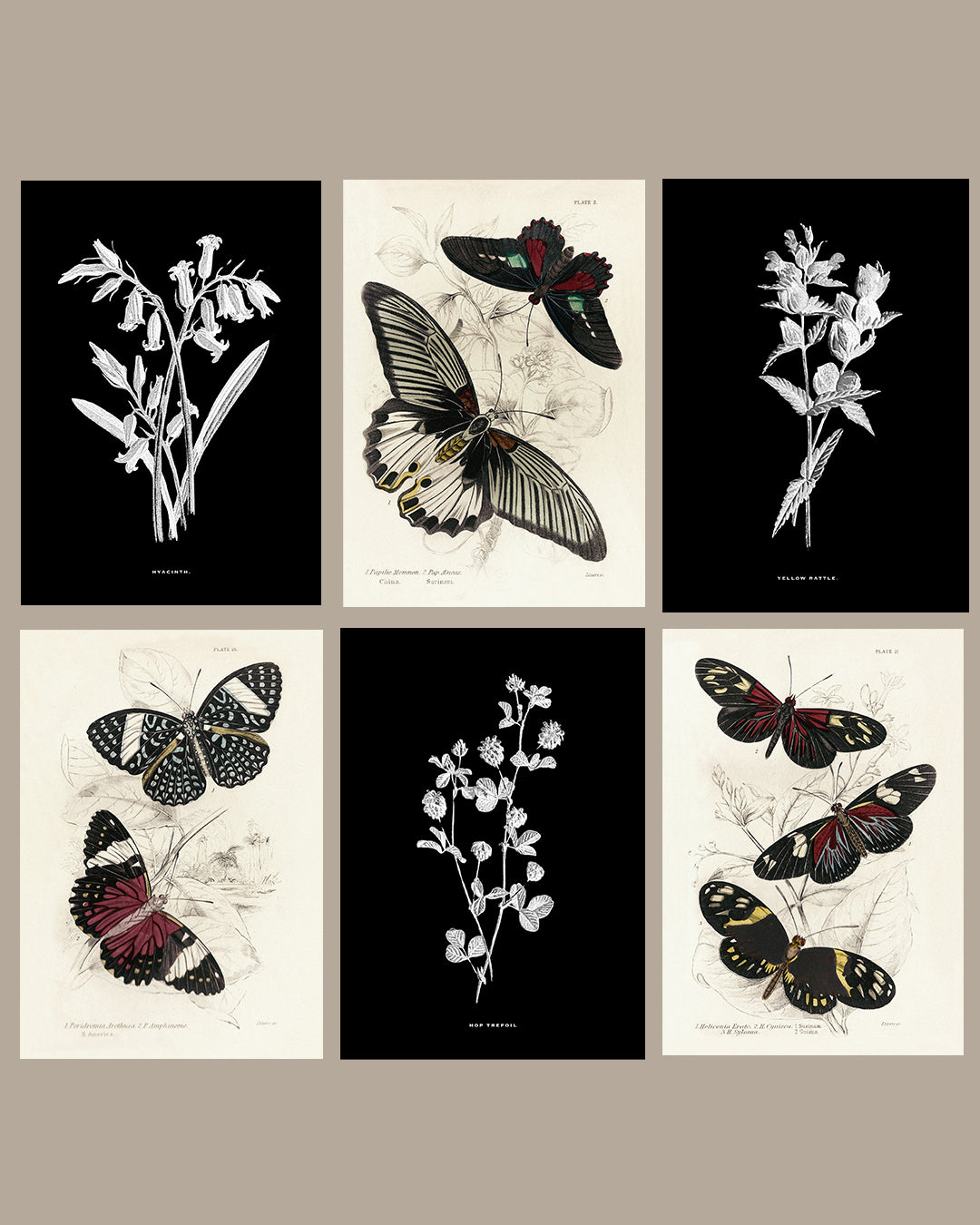 Framed Gallery Wall Set – Vintage Butterfly Botanical Art Prints (Set of 6, Black Noir Frame)