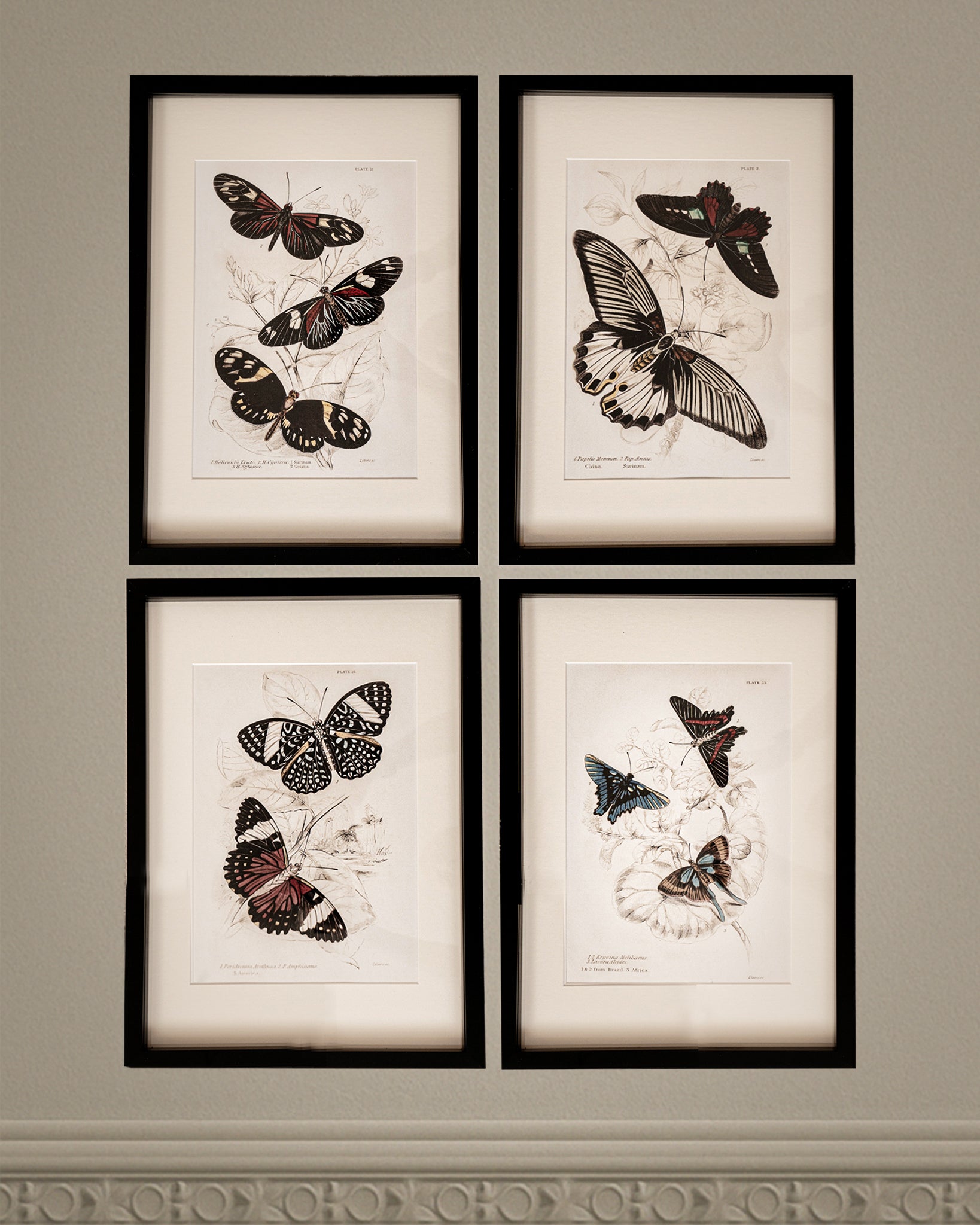 Framed Set of Four Vintage Butterfly Art Prints 02 (Black Noir Frame Collection)