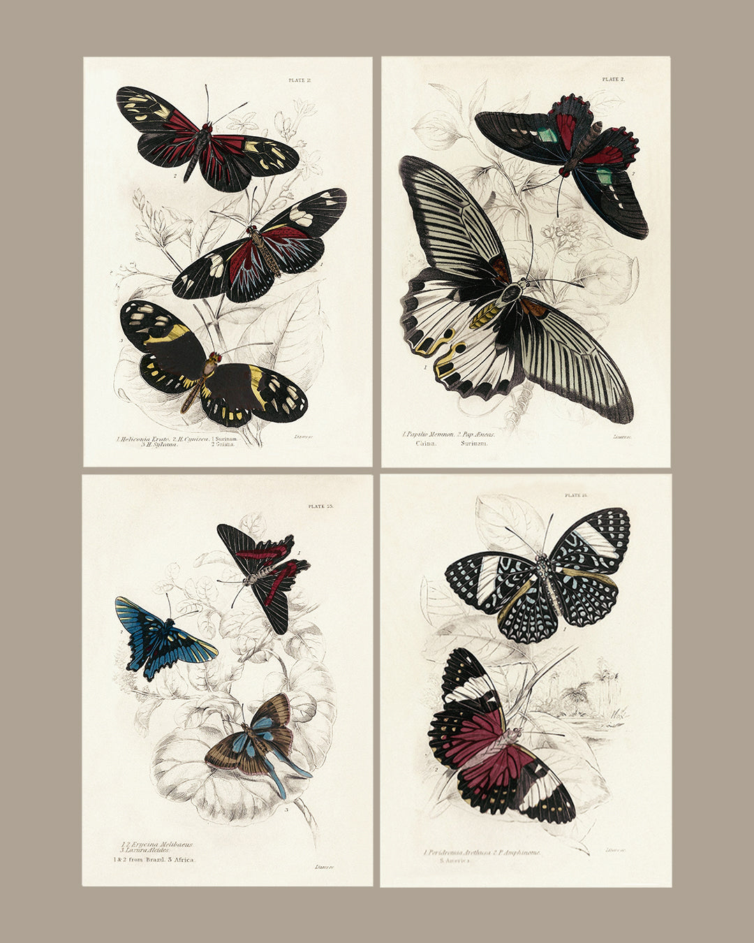 Framed Set of Four Vintage Butterfly Art Prints 02 (Black Noir Frame Collection)