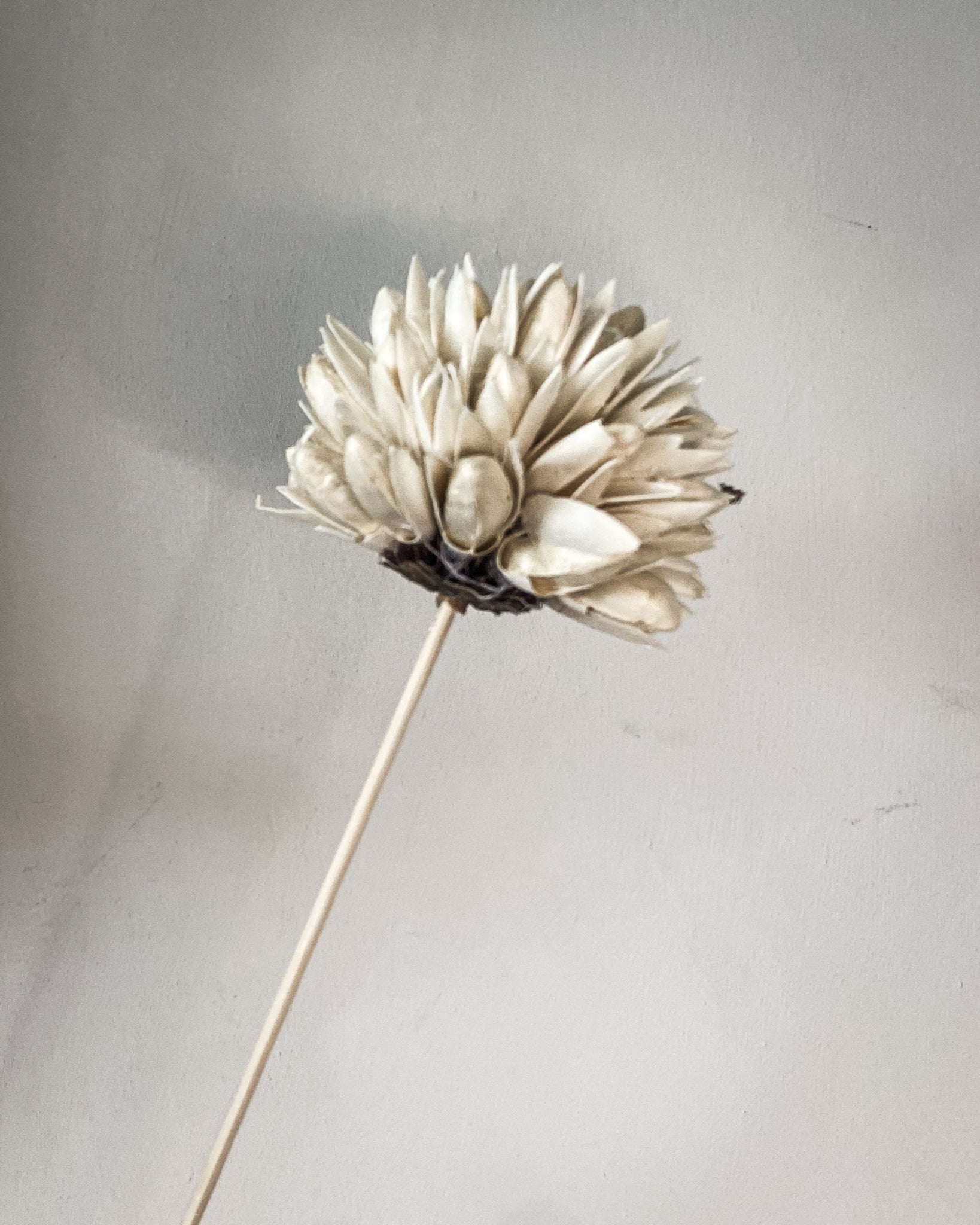Dried Magnolia Seedflowers - Ecru