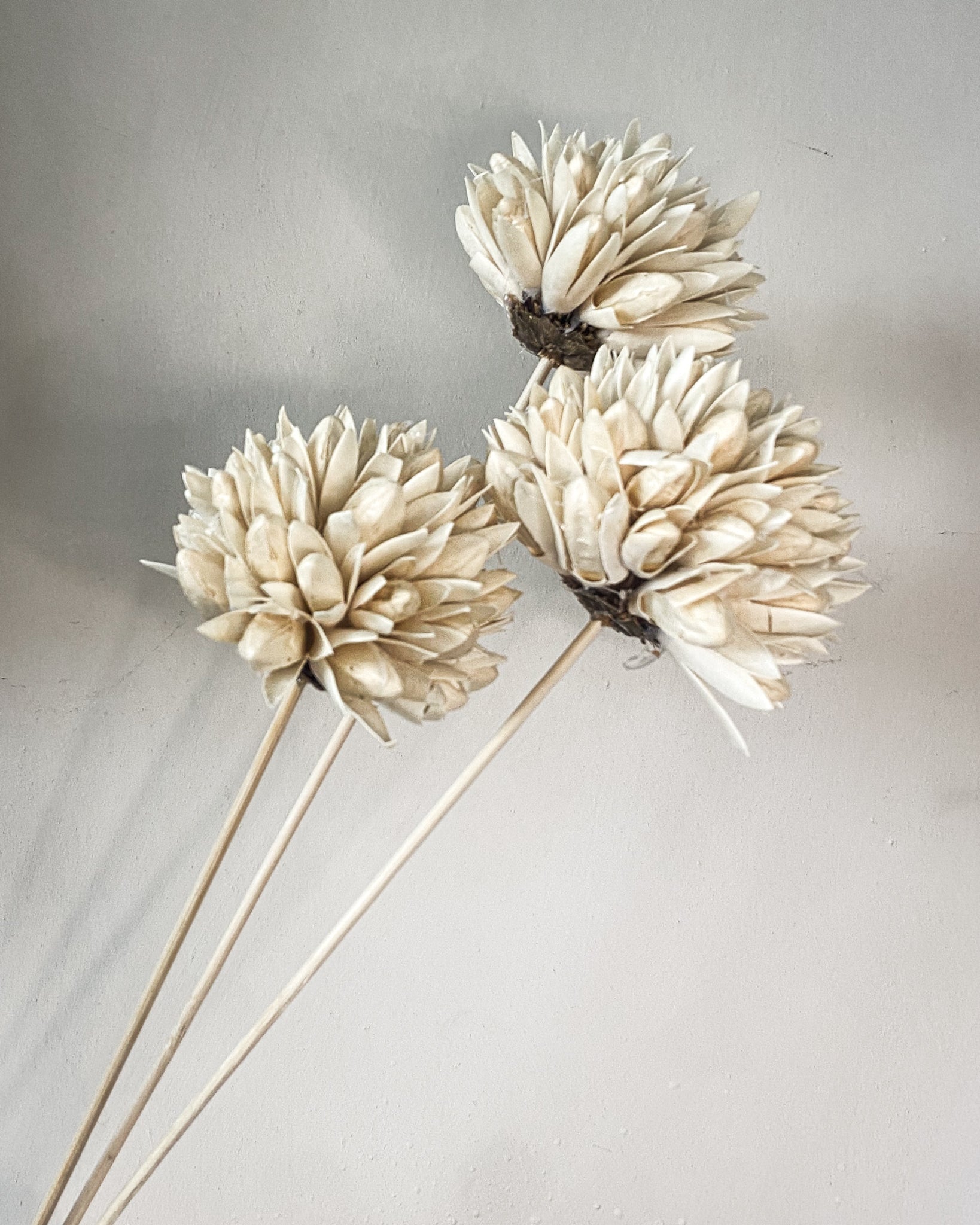 Dried Magnolia Seedflowers - Ecru