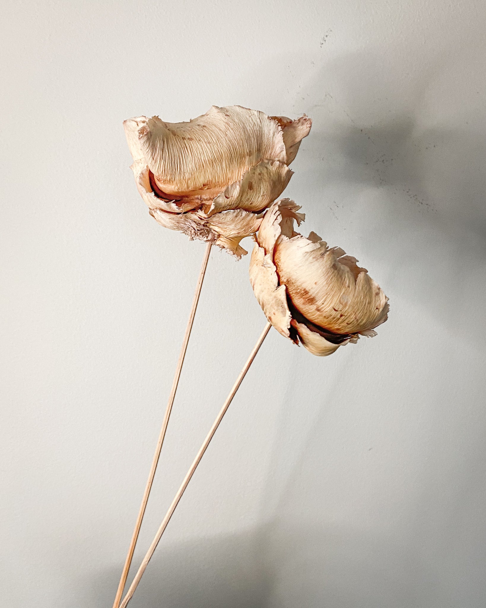 Dried Palm Cups - Vintage Pink