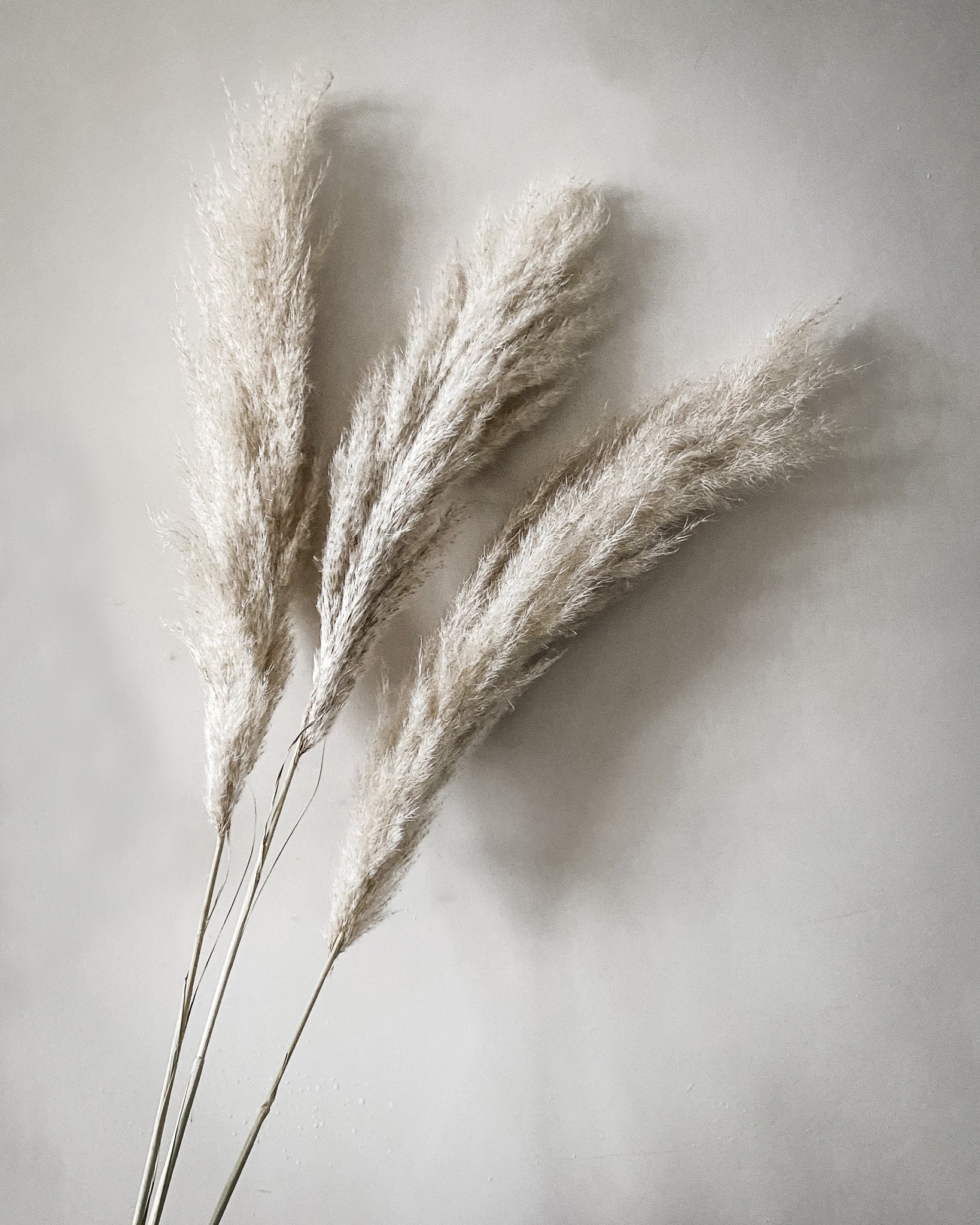 Dried Pampas Grass - Natural White